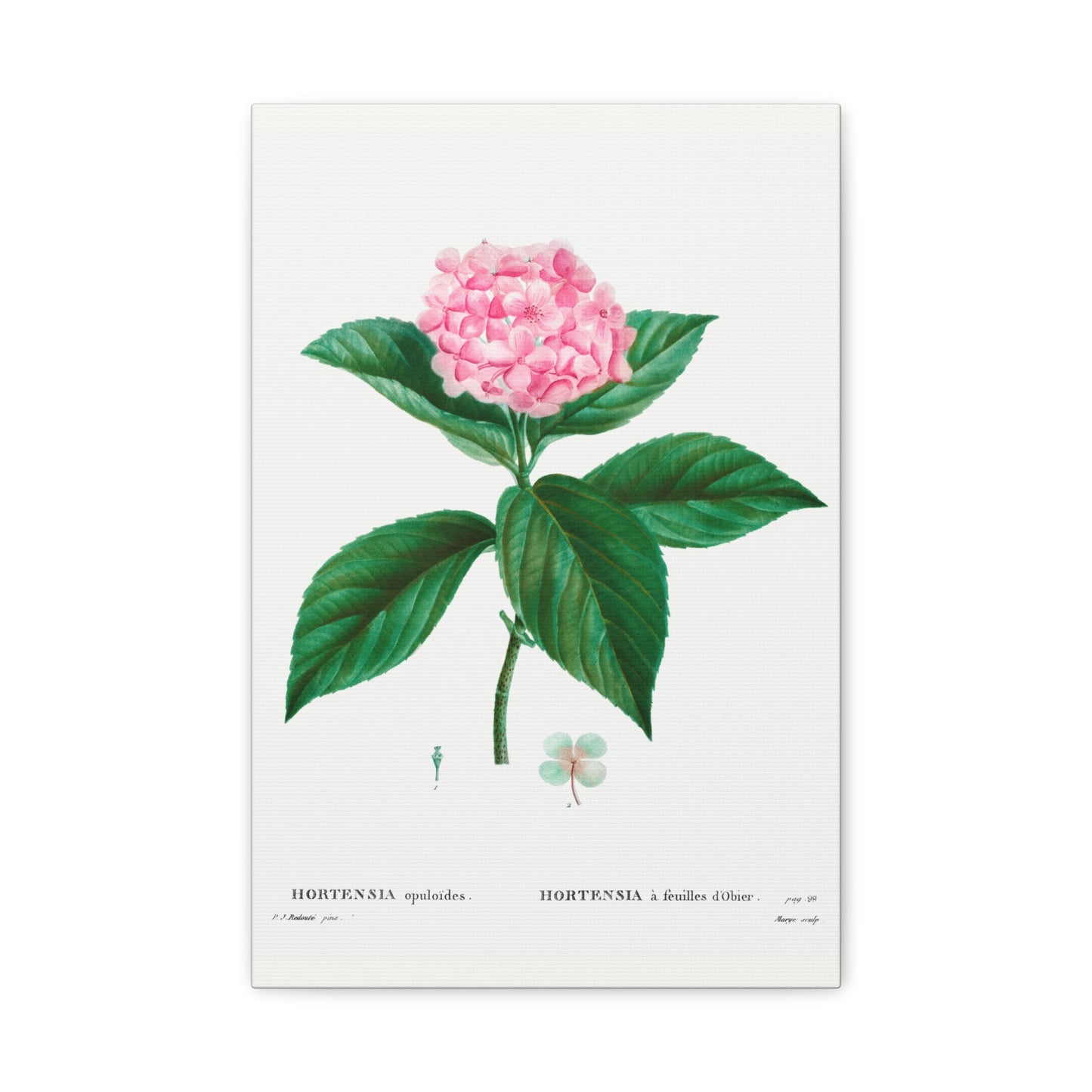 Botanical Plant Print - French hydrangea (Hortensia opuloides) by Pierre Joseph Redoute Canvas Print