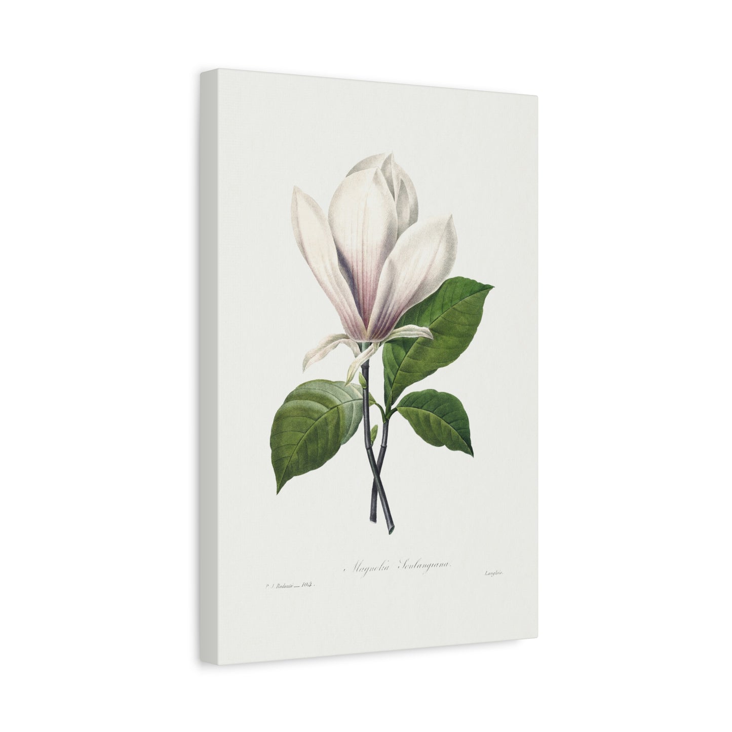 Botanical Plant Print - Magnolia Soulangiana by Pierre Joseph Redoute Canvas Print