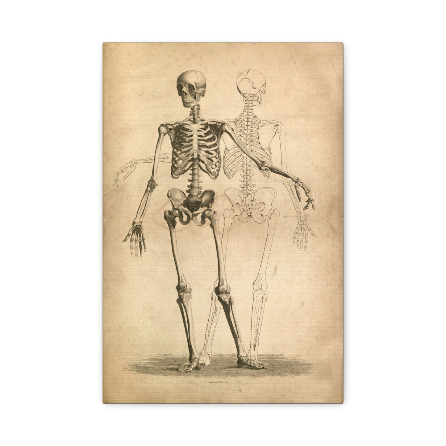 Two Skeletons Gothic Canvas Wall Art