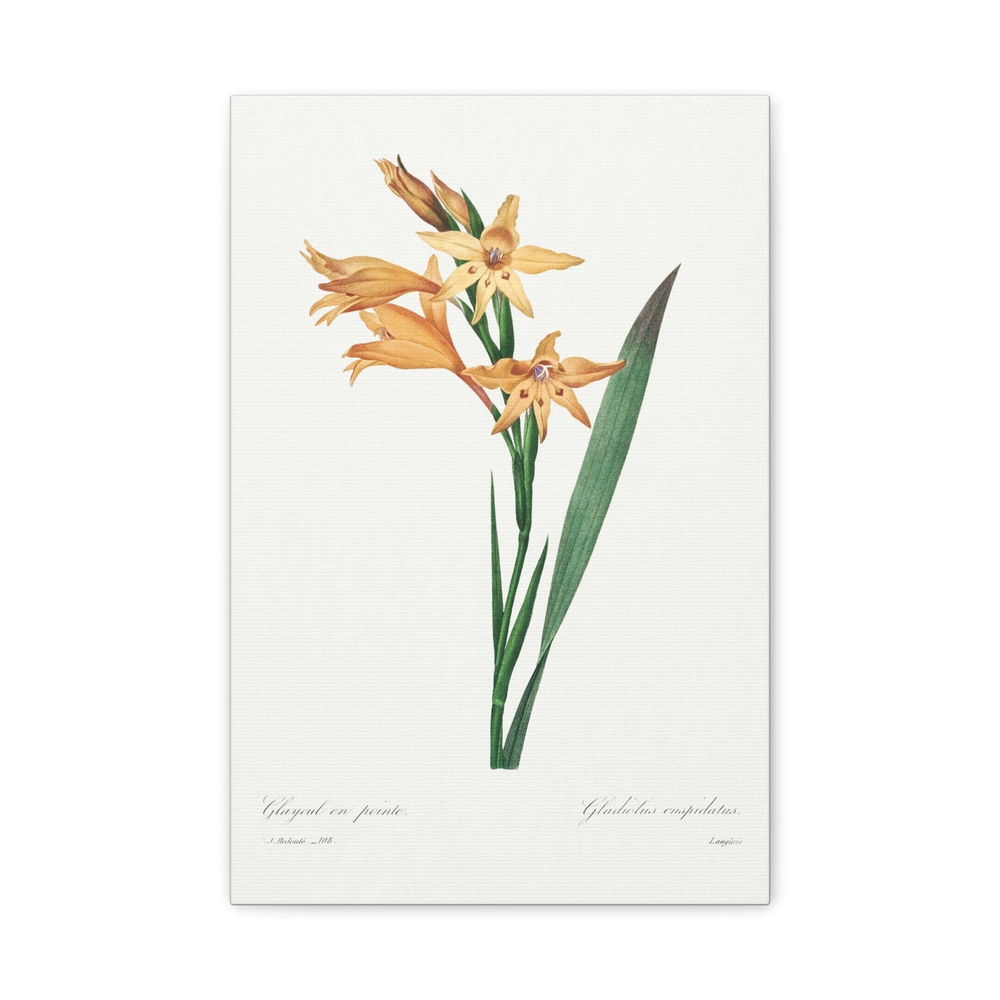 Botanical Plant Print - Gladiolus by Pierre Joseph Redoute Canvas Print