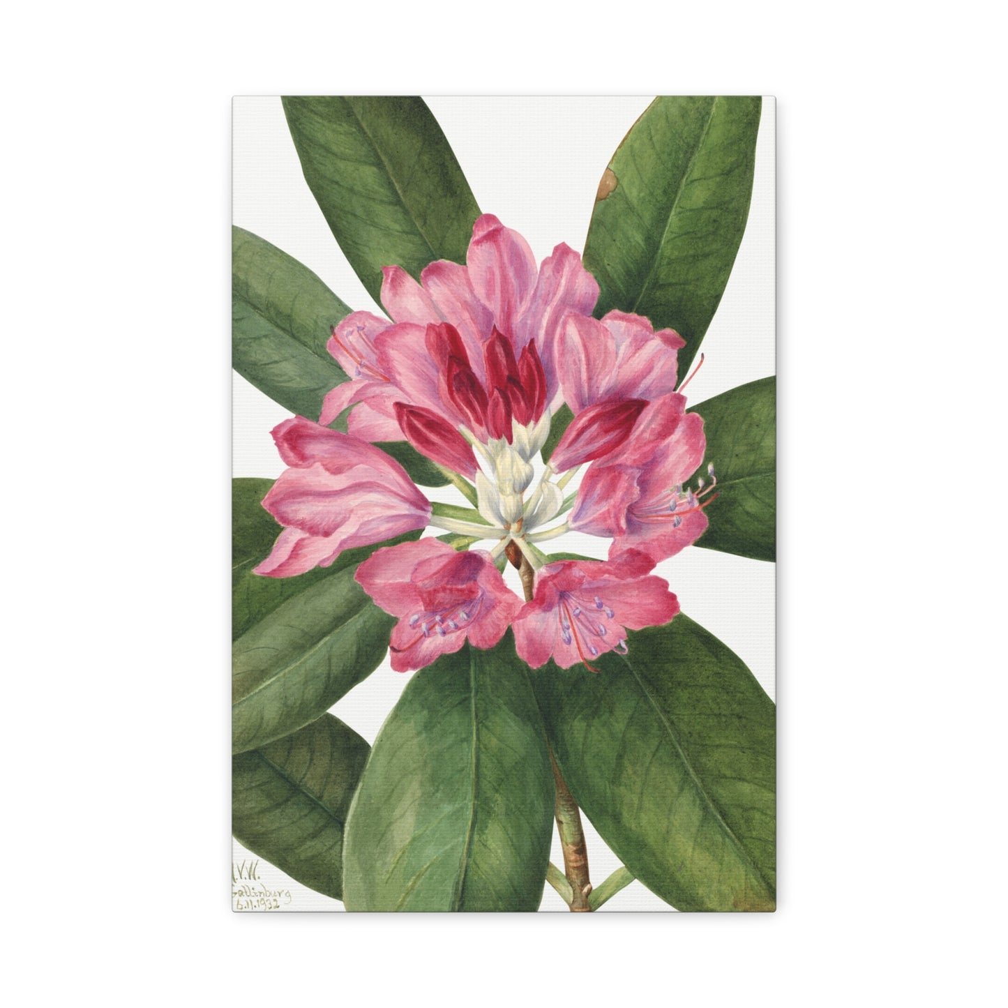 Botanical Plant Illustration - Mountain Rose Bay (Rhododendron catawbiense) by Mary Vaux Walcott Canvas Print