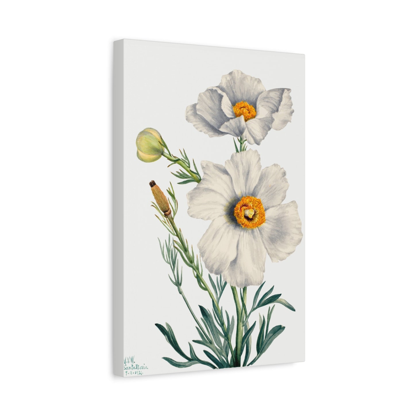Botanical Plant Illustration - Matilija Poppy (Romneya coulteri) by Mary Vaux Walcott Canvas Print
