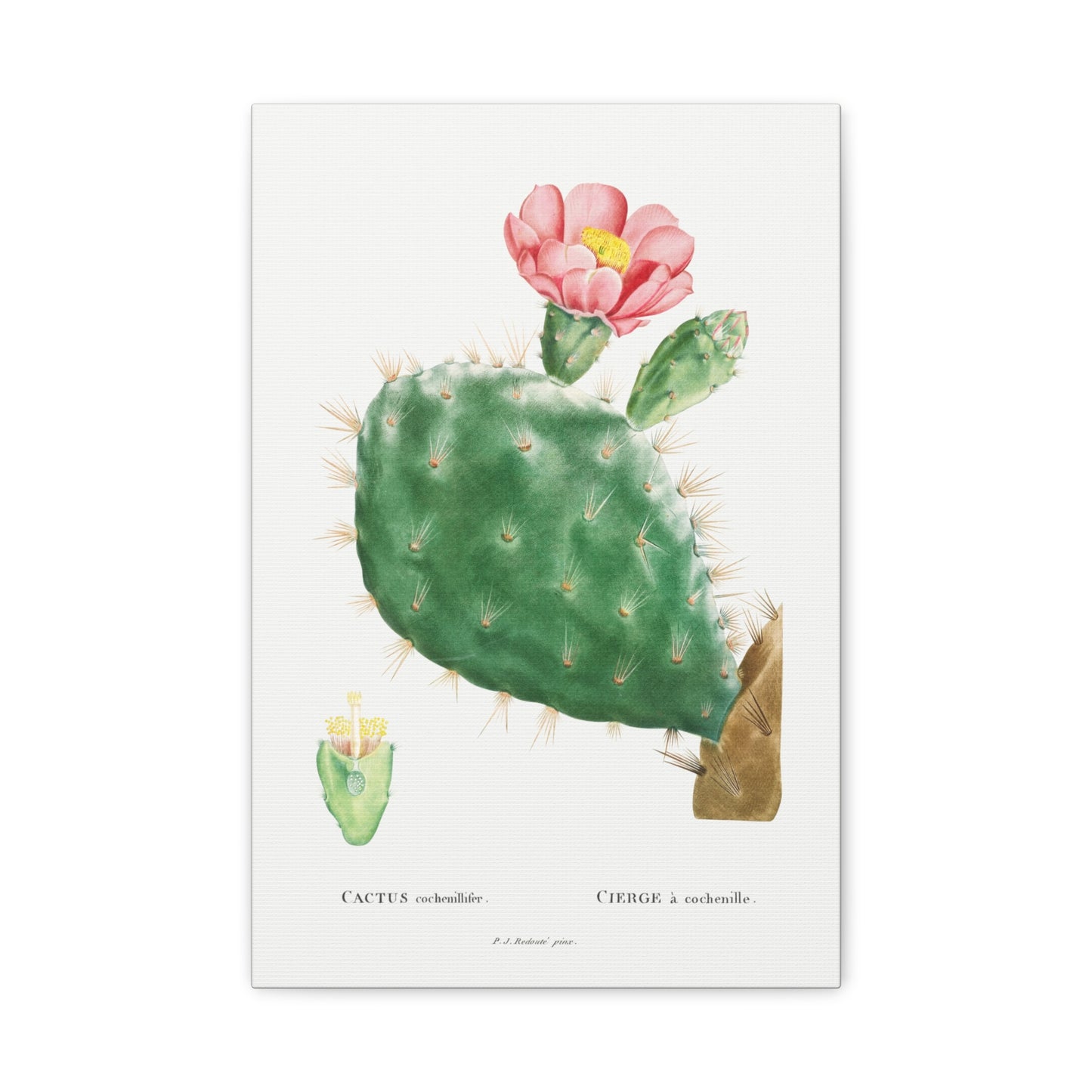 Botanical Plant Print - Cactus Cochenillifer by Pierre Joseph Redoute Canvas Print