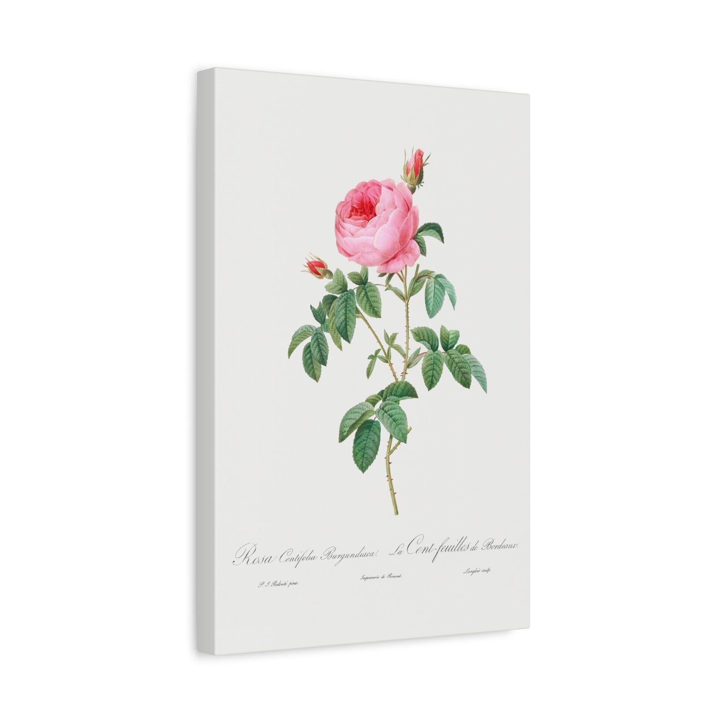 Botanical Plant Print - Burgundy Cabbage Rose by Pierre Joseph Redoute Canvas Print