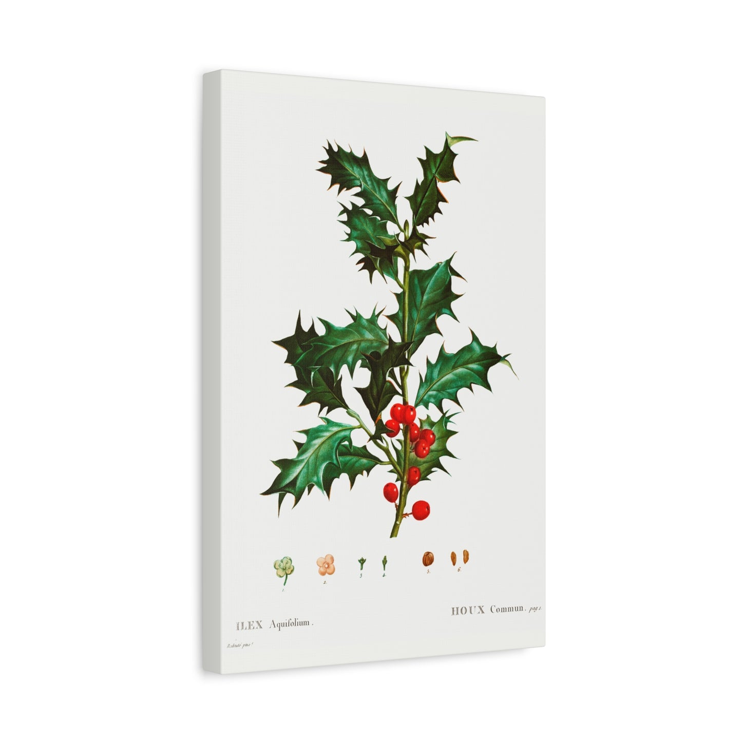 Botanical Plant Print - Common holly (Ilex aquifolium) by Pierre Joseph Redoute Canvas Print