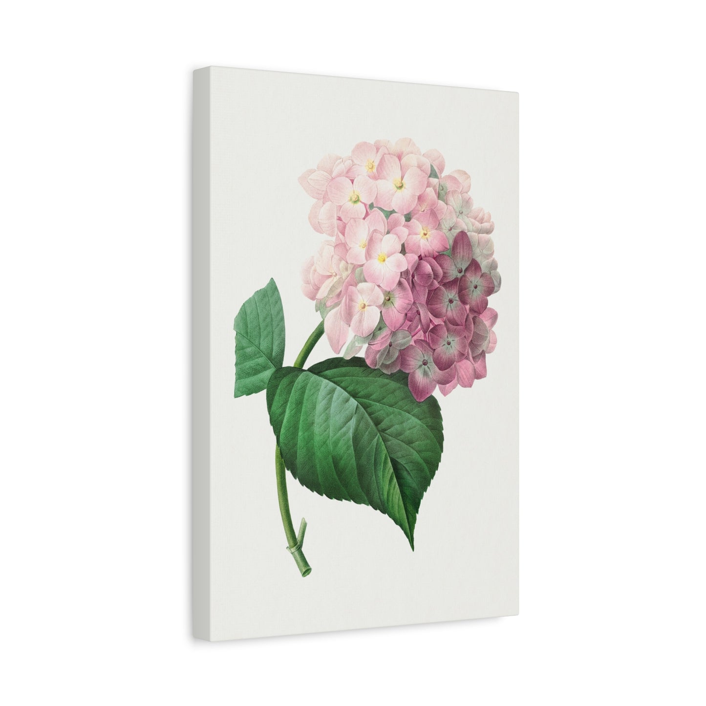 Botanical Plant Print - Hydrangea by Pierre Joseph Redoute Canvas Print