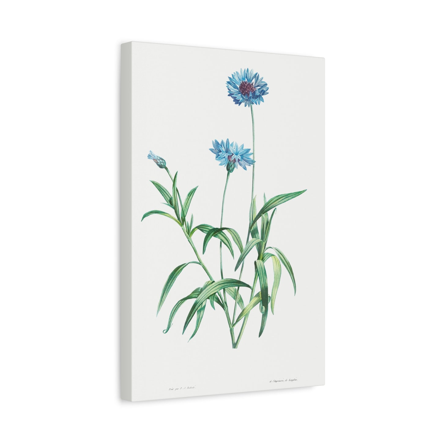 Botanical Plant Print - Blue flower by Pierre Joseph Redoute Canvas Print