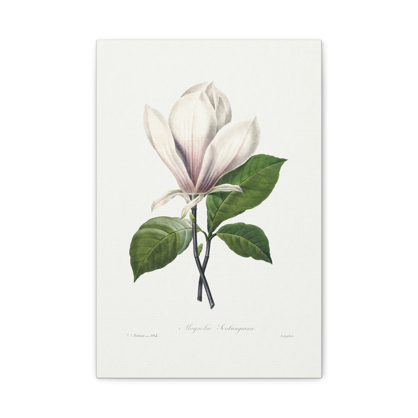 Botanical Plant Print - Magnolia Soulangiana by Pierre Joseph Redoute Canvas Print