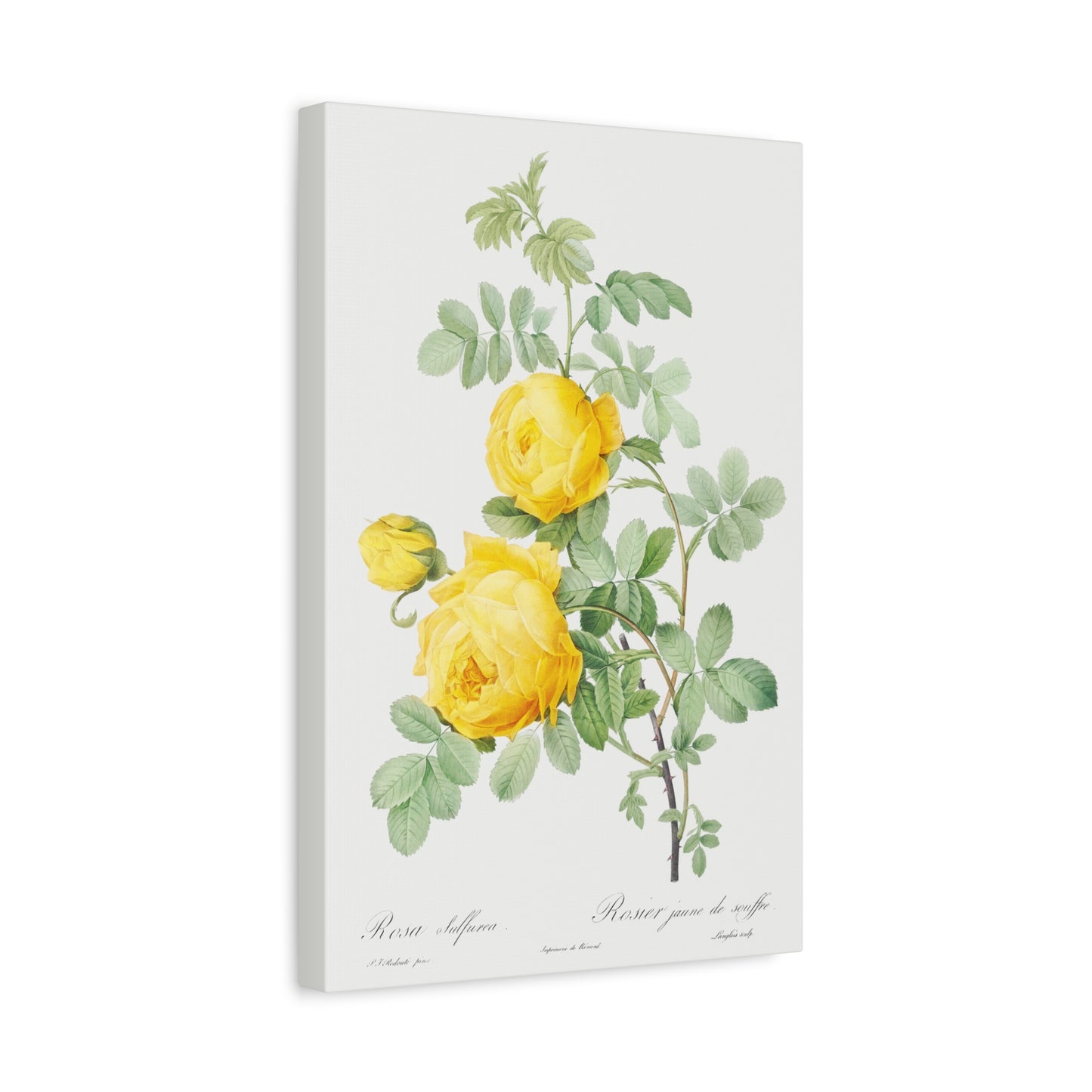 Botanical Plant Print - Rosa hemisphaerica (Yellow Rose) by Pierre Joseph Redoute Canvas Print