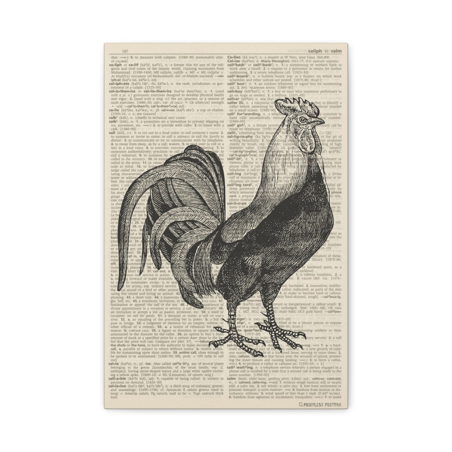 Chicken Illustration (dictionary background) Canvas Print