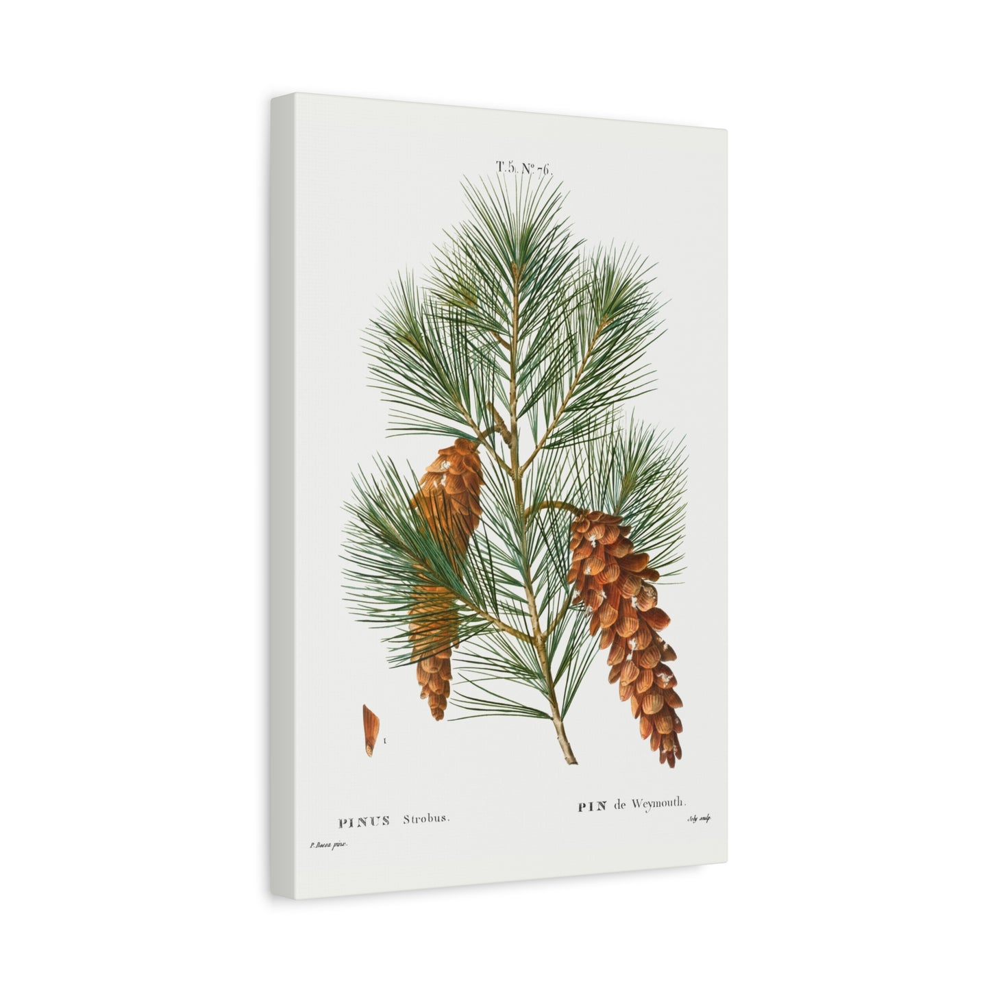 Botanical Plant Print - White pine, Pinus strobus by Pierre Joseph Redoute Canvas Print