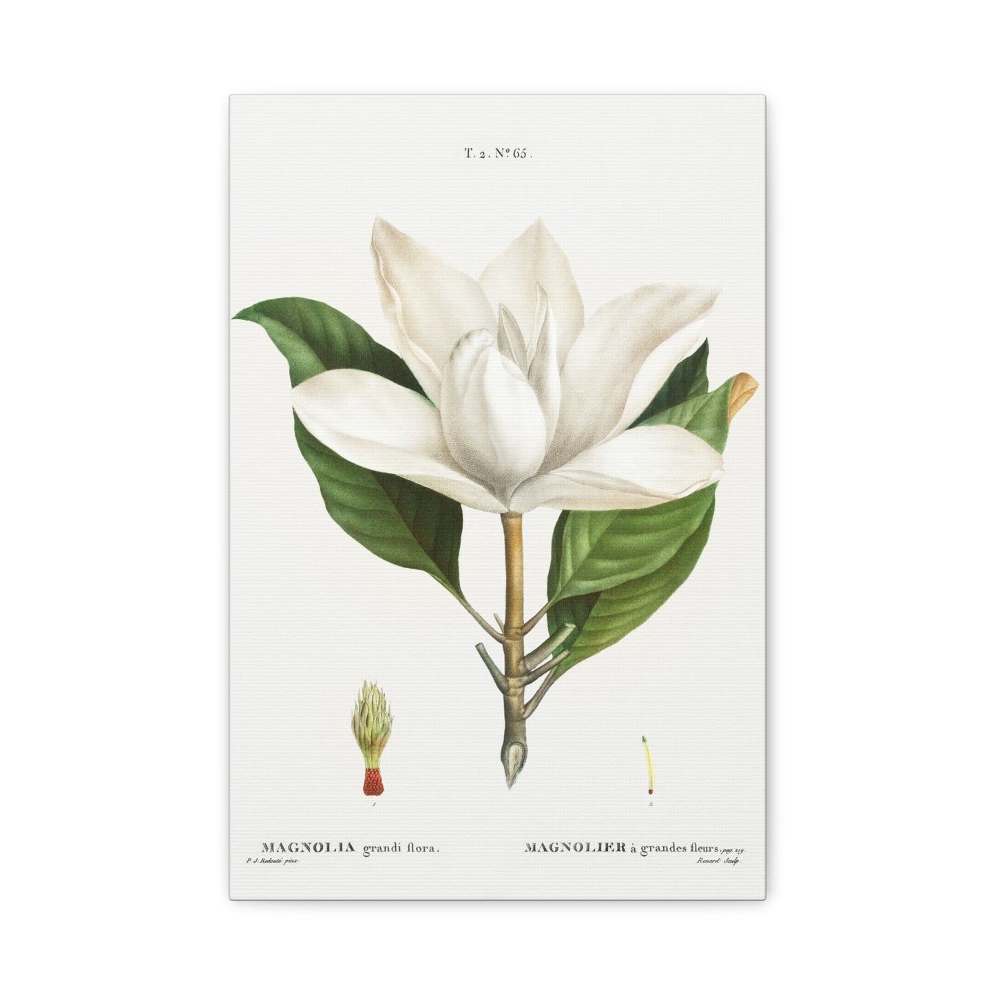 Botanical Plant Print - Southern magnolia (magnolia grandiflora) by Pierre Joseph Redoute Canvas Print