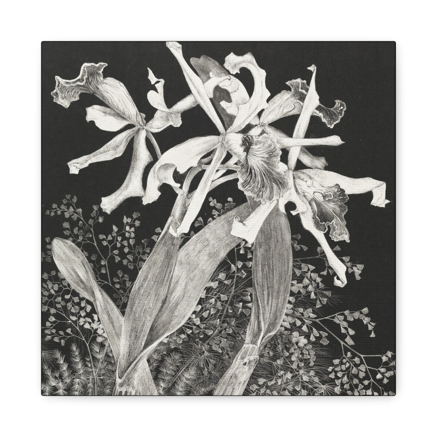 Orchids by Theo van Hoytema Canvas Print