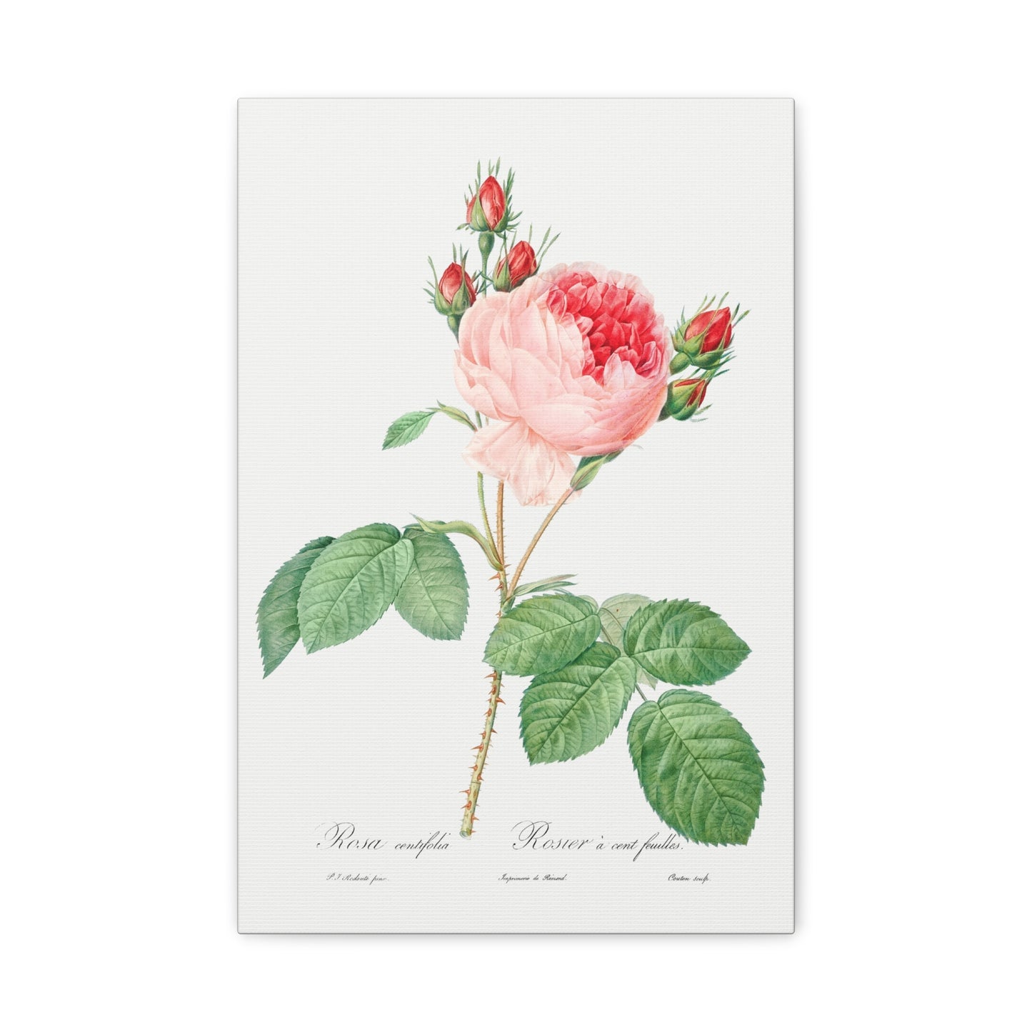Botanical Plant Print - Cabbage Rose - One Hundred-Leaved Rose (Rosa centifolia) by Pierre Joseph Redoute Canvas Print