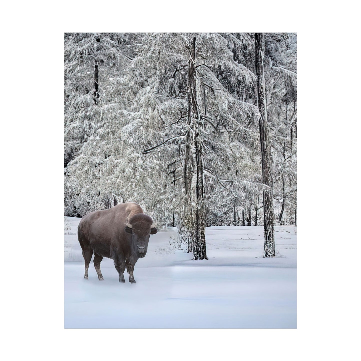 Bison Standing in the Snow Scenic Nature Art Print