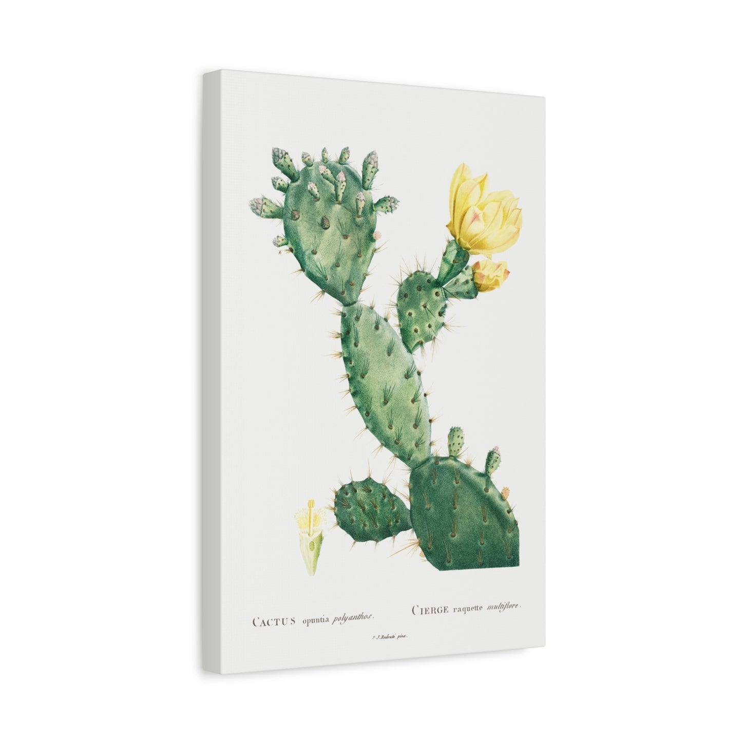 Botanical Plant Print - Aloe Opuntia Polyanthos by Pierre Joseph Redoute Canvas Print