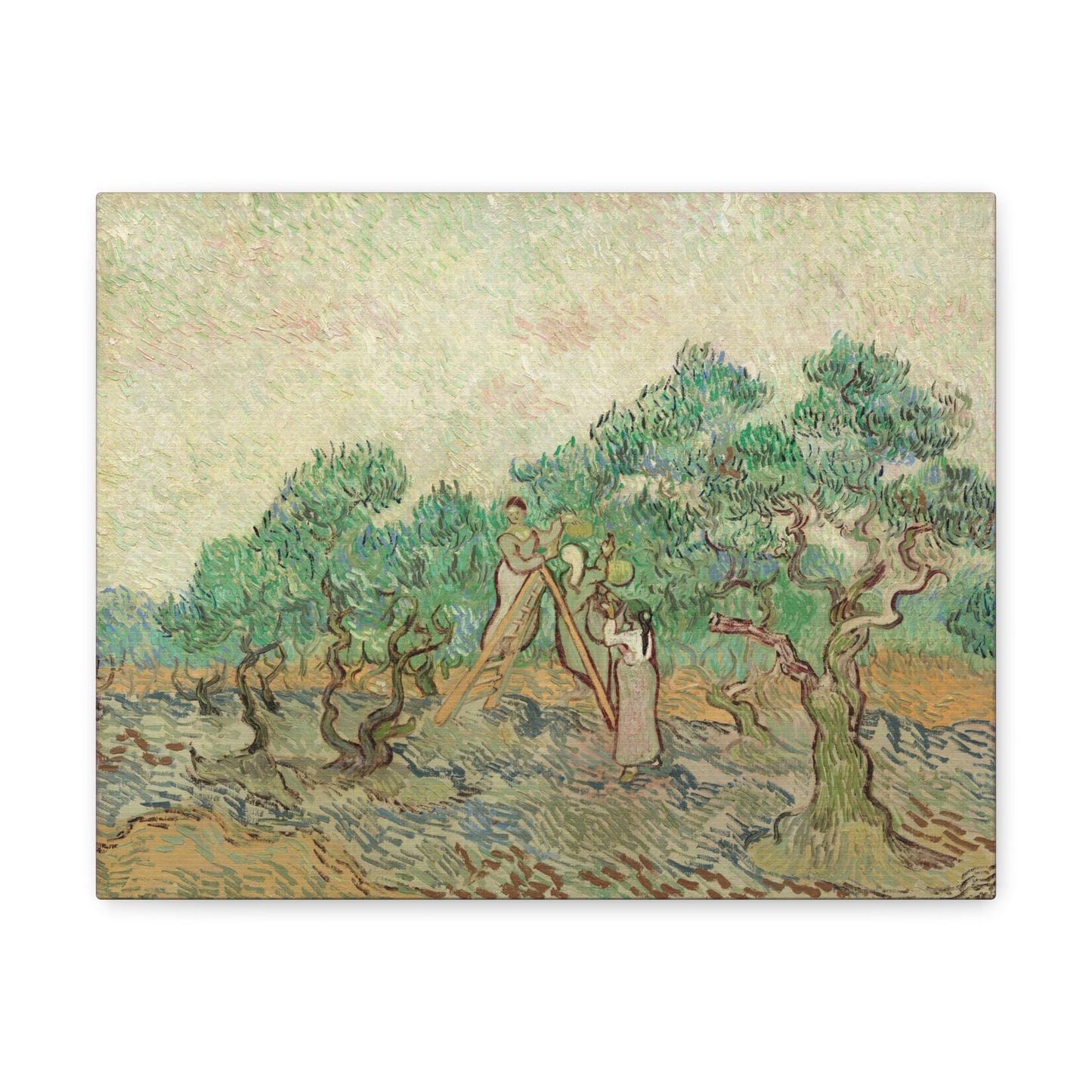 The Olive Orchard by Vincent van Gogh Canvas Print