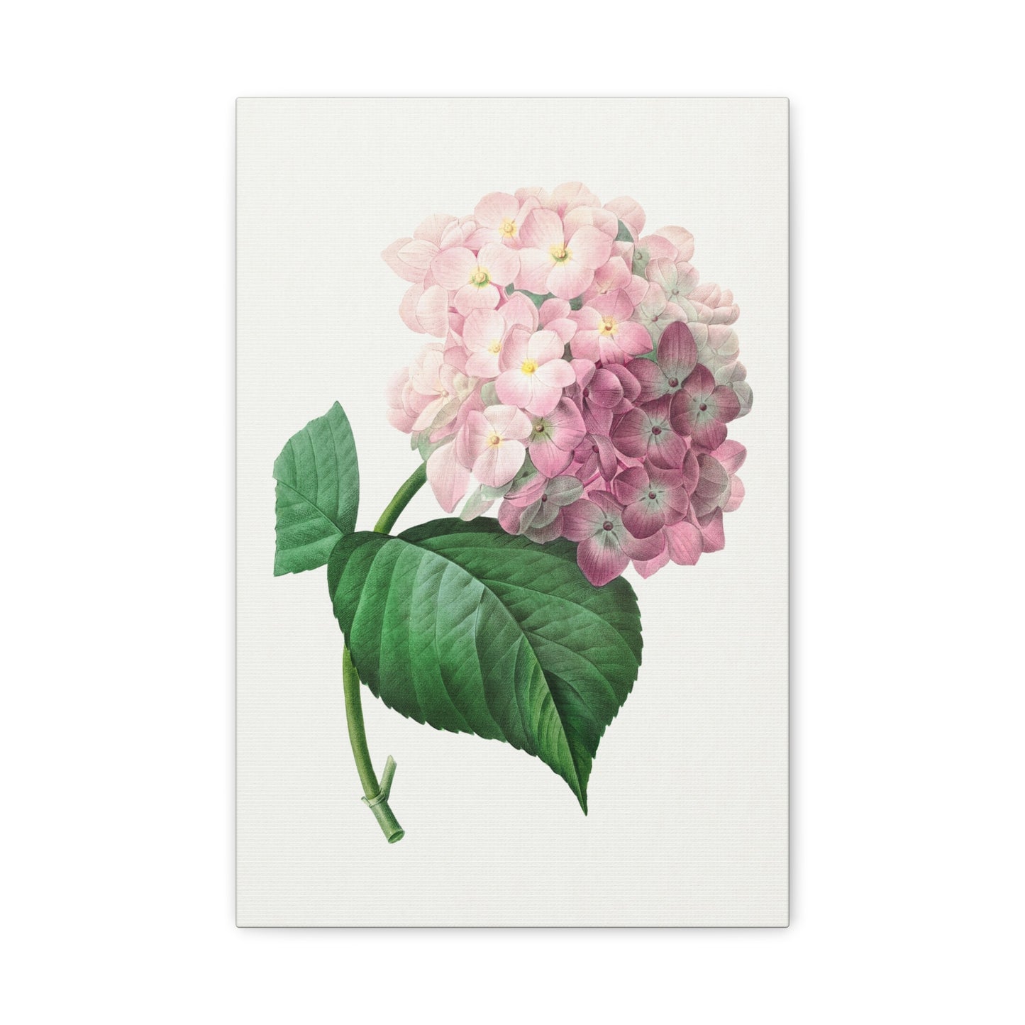 Botanical Plant Print - Hydrangea by Pierre Joseph Redoute Canvas Print