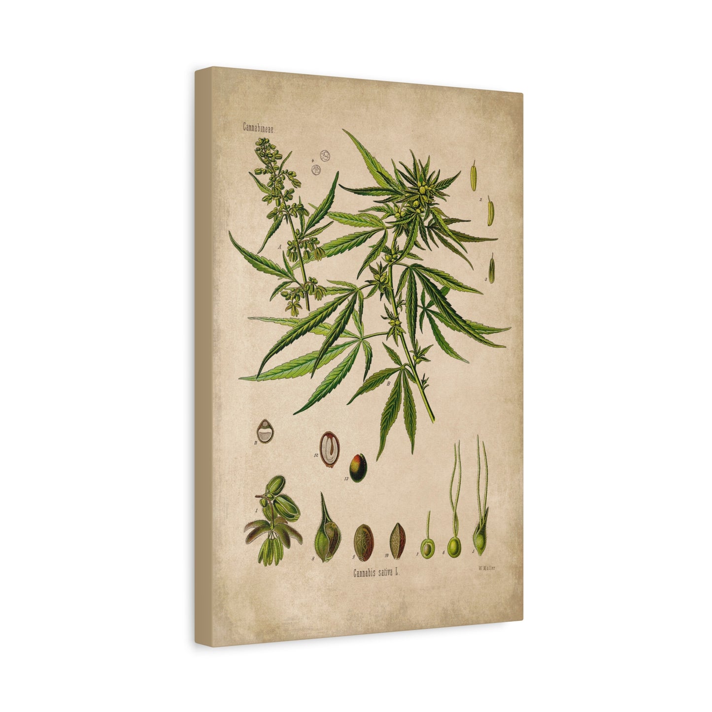 Cannabis Plant Botanical Illustration Canvas Print