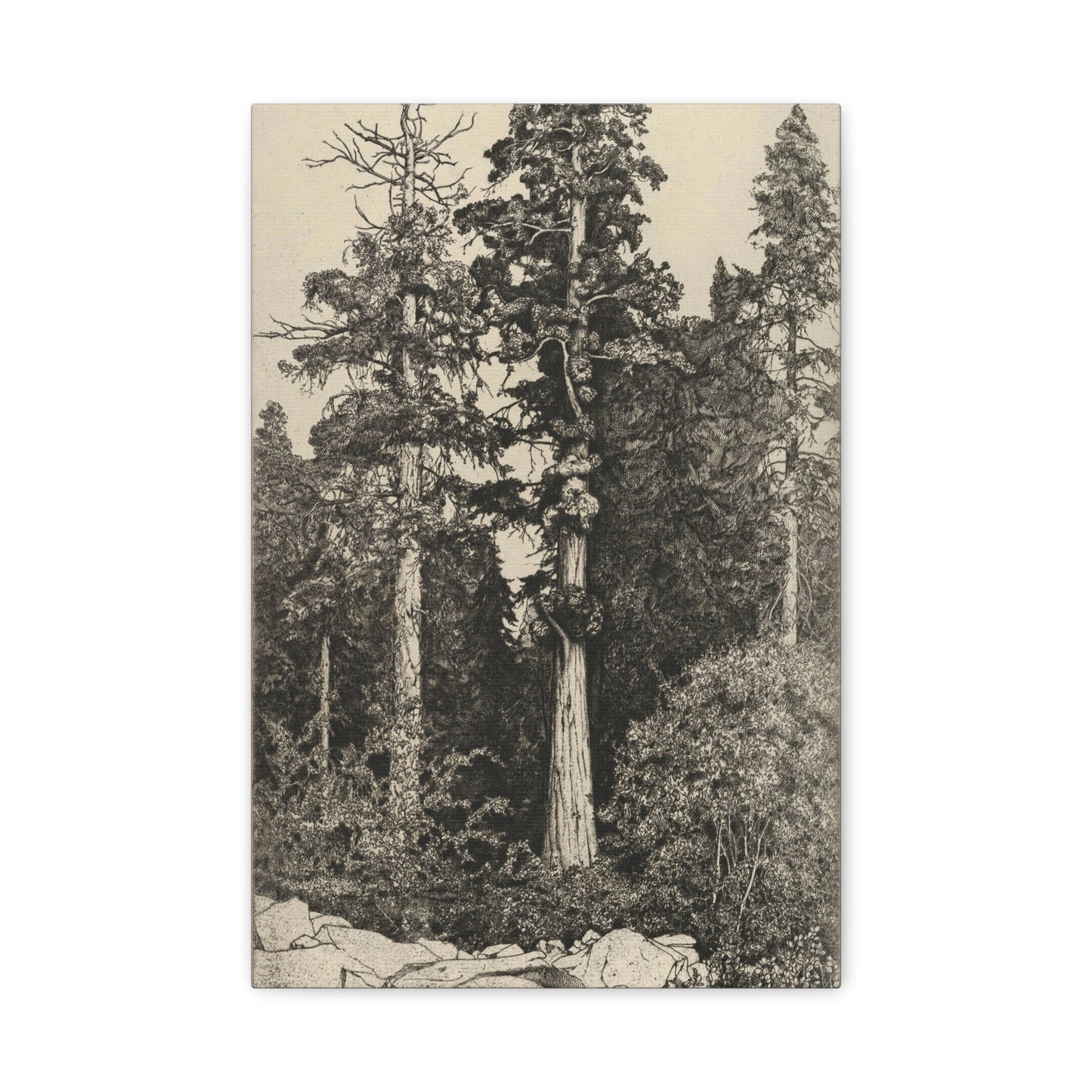 Baby Sequoia by Ernest Haskell Canvas Print