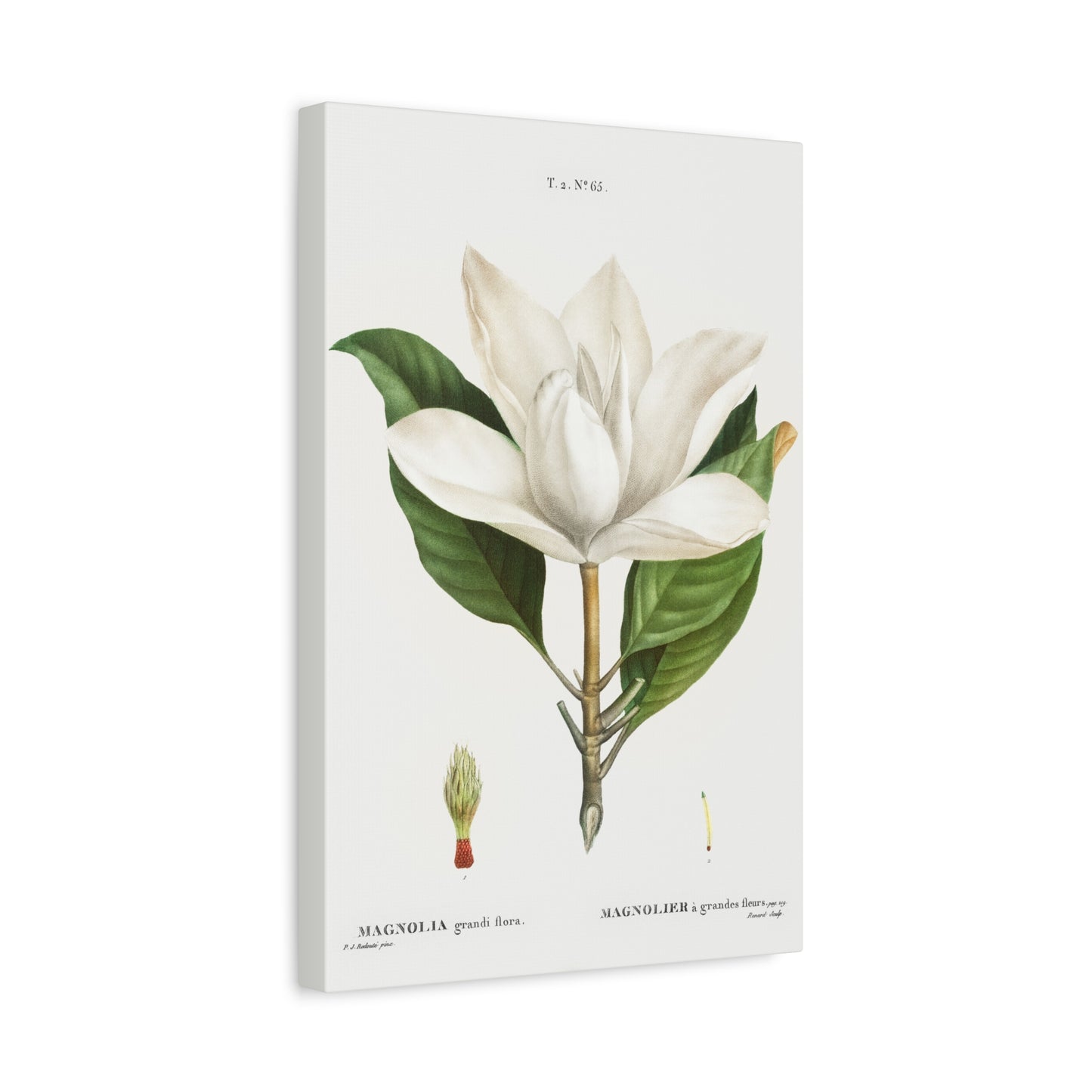 Botanical Plant Print - Southern magnolia (magnolia grandiflora) by Pierre Joseph Redoute Canvas Print