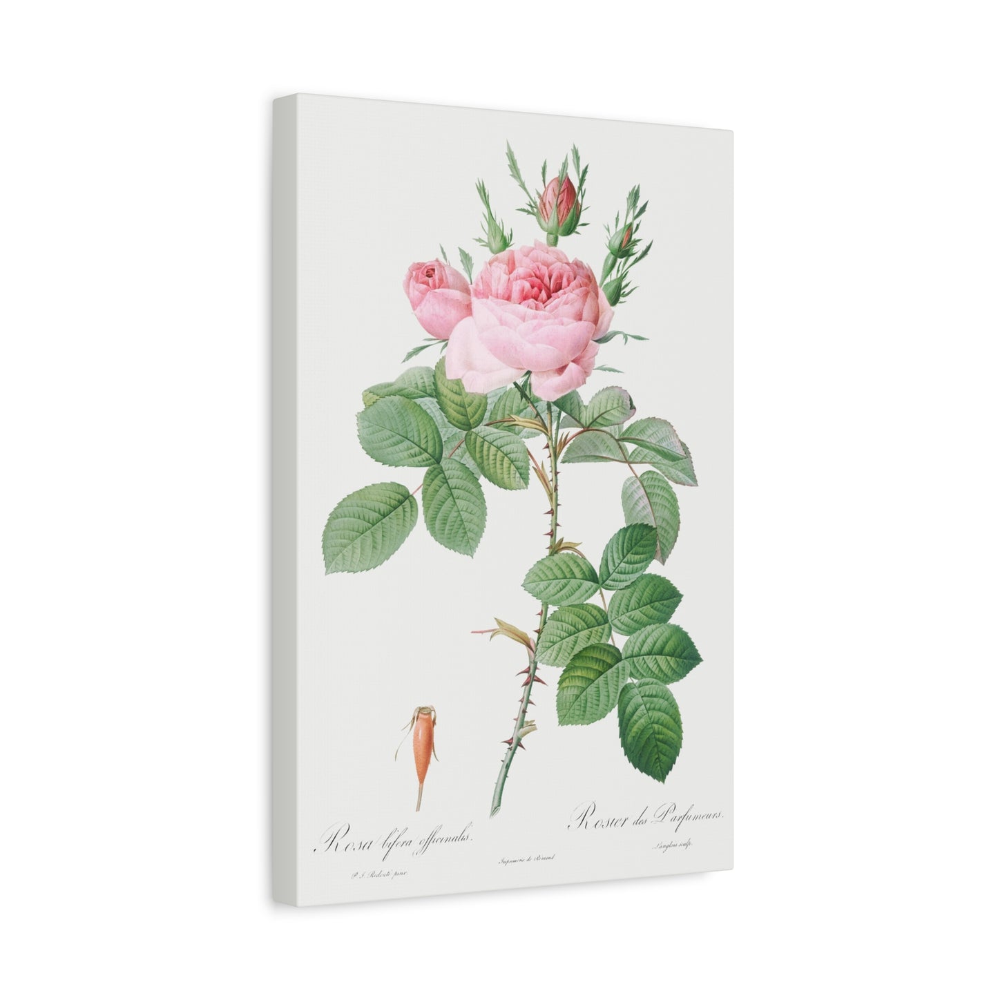 Botanical Plant Print - Rosa bifera officinalis (Rose of Perfume) by Pierre Joseph Redoute Canvas Print