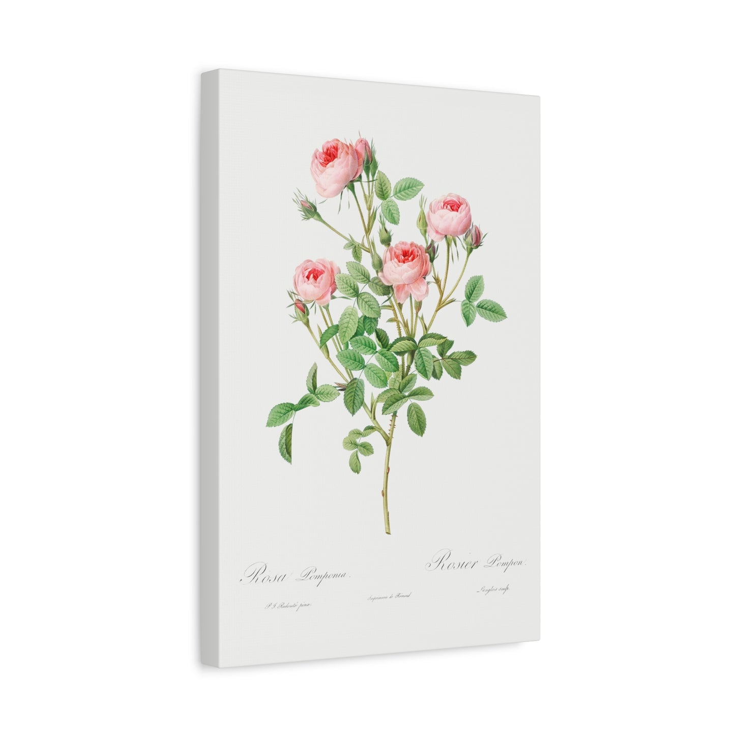 Botanical Plant Print - Burgundian Rose, Rosa pomponia by Pierre Joseph Redoute Canvas Print