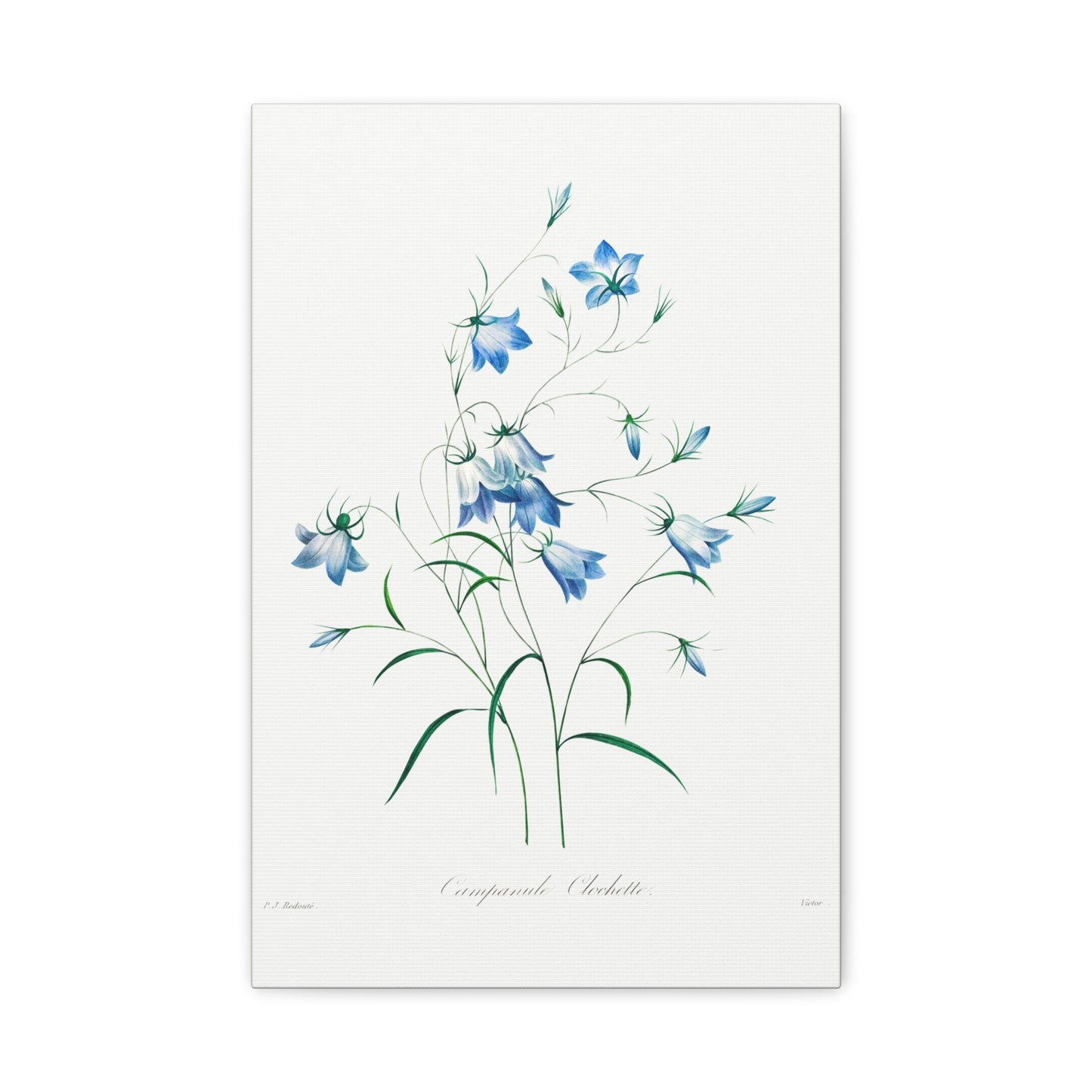 Botanical Plant Print - Campanule by Pierre Joseph Redoute Canvas Print