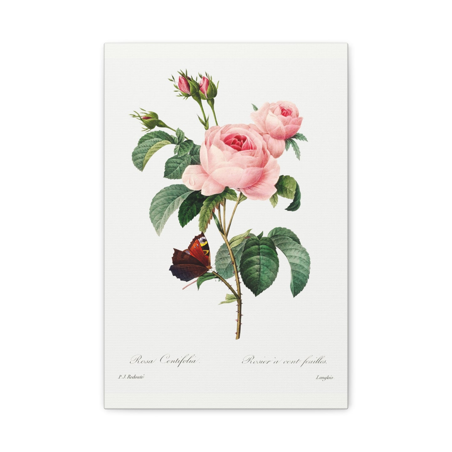 Botanical Plant Print - Cabbage rose by Pierre Joseph Redoute Canvas Print