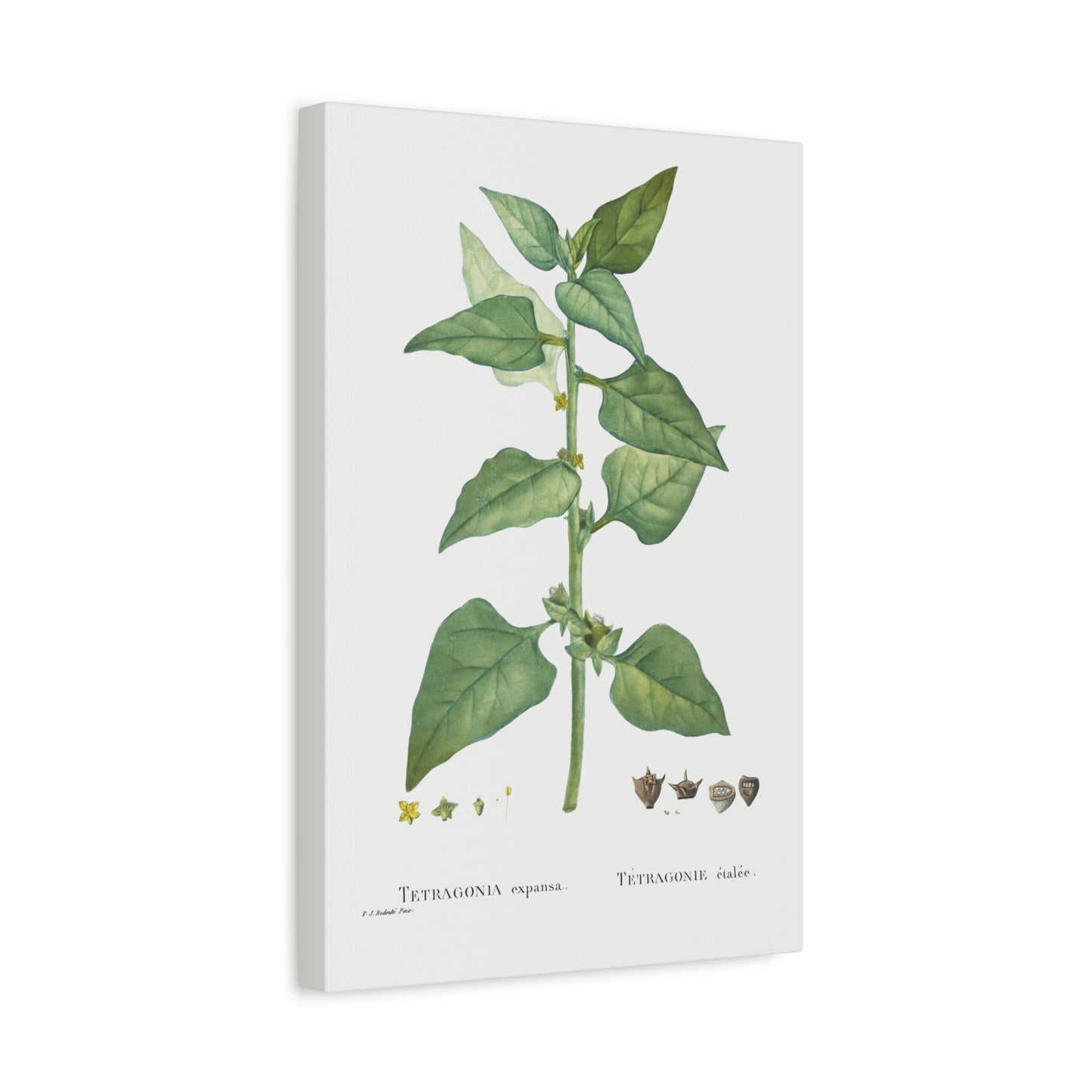 Botanical Plant Print - Tetragonia Expansa (New Zealand Spinach) by Pierre Joseph Redoute Canvas Print