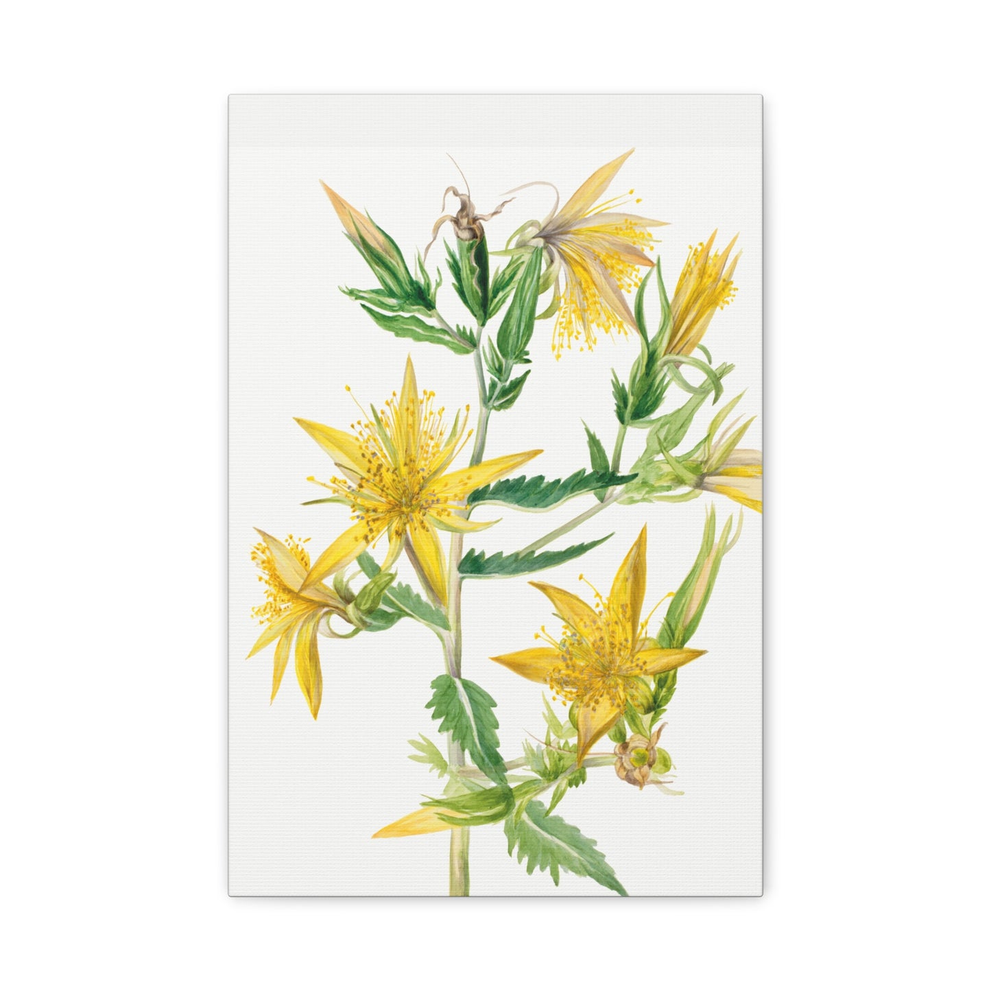 Botanical Plant Illustration - Blazing Star (Mentzelia laevicaulis) by Mary Vaux Walcott Canvas Print