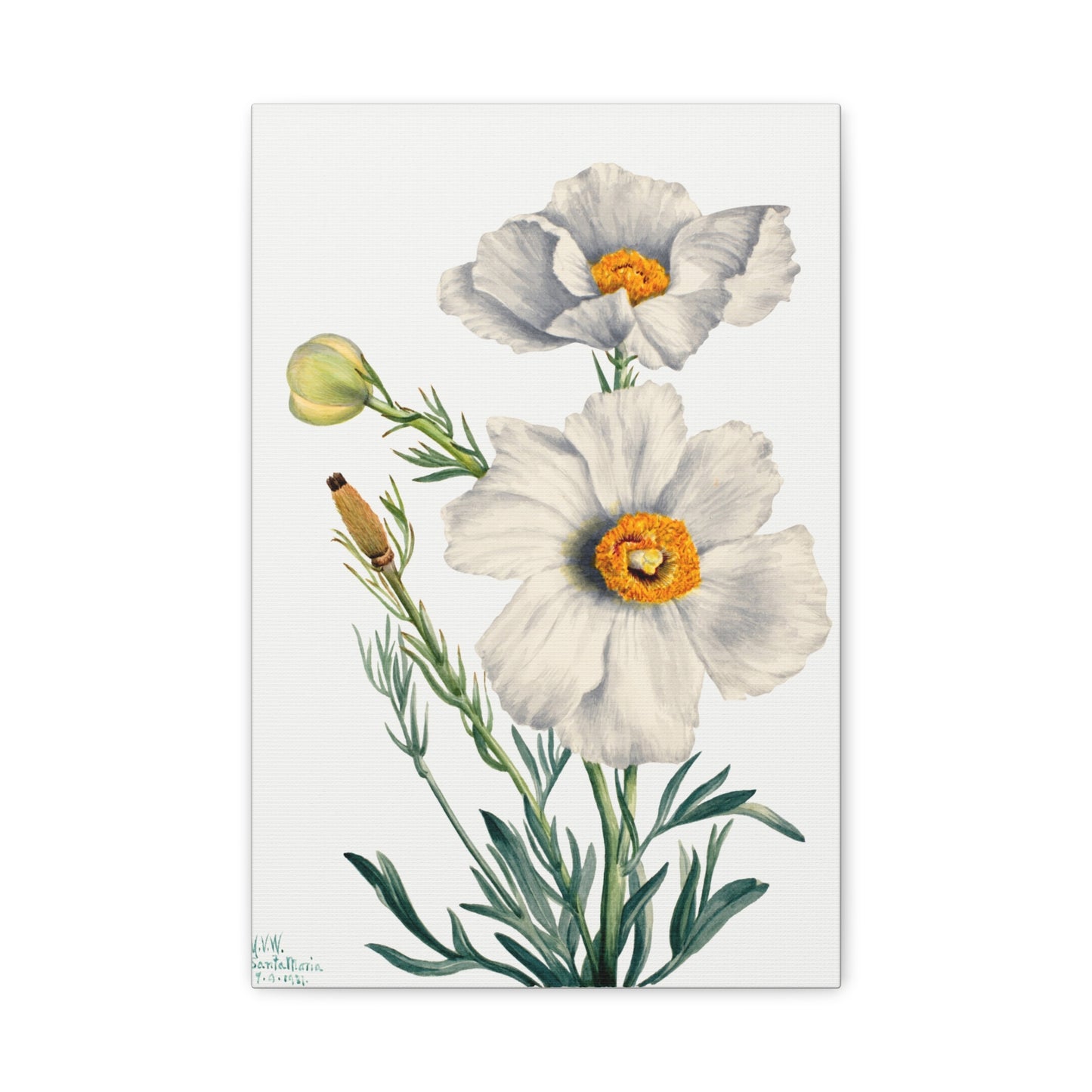 Botanical Plant Illustration - Matilija Poppy (Romneya coulteri) by Mary Vaux Walcott Canvas Print