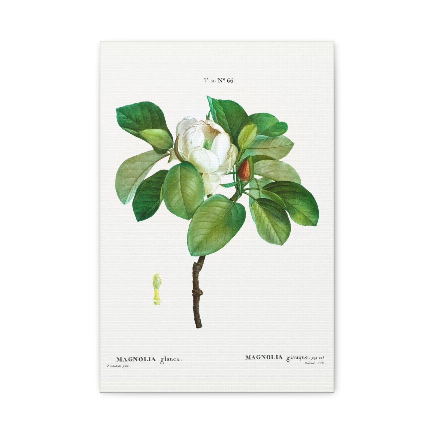 Botanical Plant Print - Magnolia (magnolia glauca) by Pierre Joseph Redoute Canvas Print