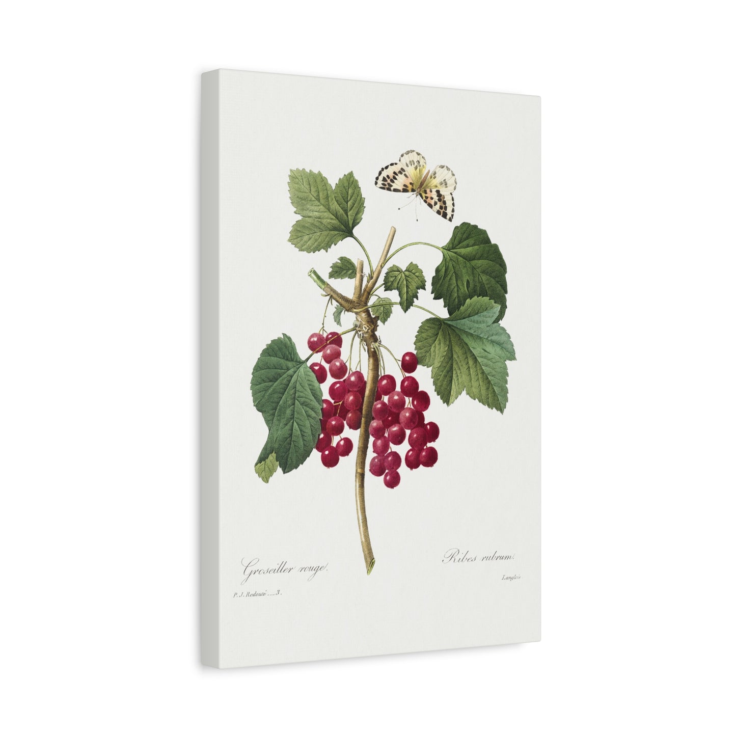 Botanical Plant Print - Red Currant by Pierre Joseph Redoute Canvas Print