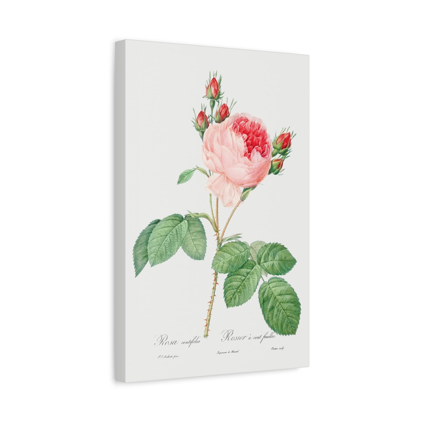 Botanical Plant Print - Cabbage Rose - One Hundred-Leaved Rose (Rosa centifolia) by Pierre Joseph Redoute Canvas Print