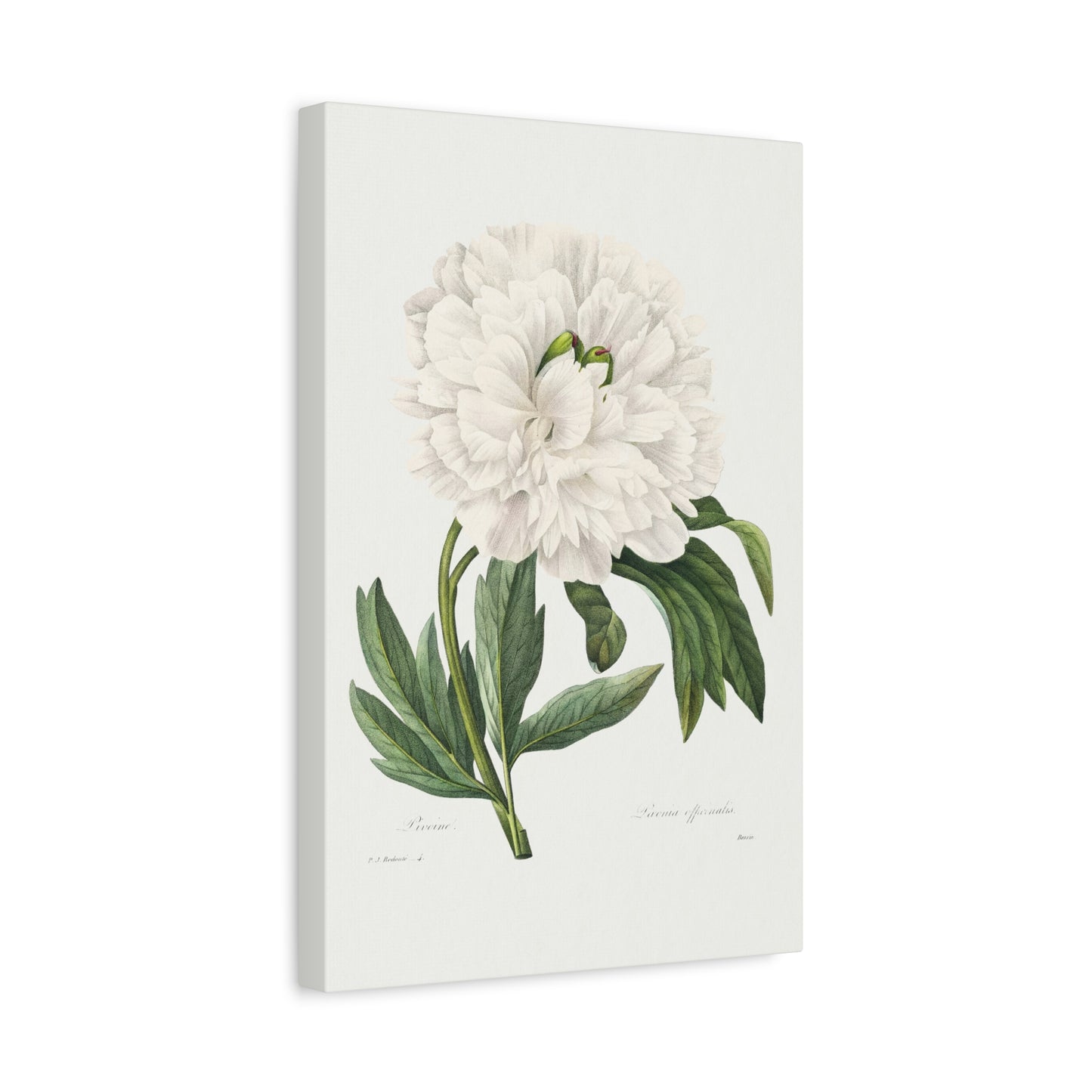 Botanical Plant Print - White Peony by Pierre Joseph Redoute Canvas Print