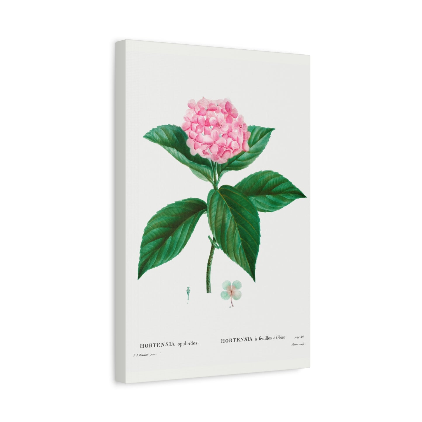Botanical Plant Print - French hydrangea (Hortensia opuloides) by Pierre Joseph Redoute Canvas Print