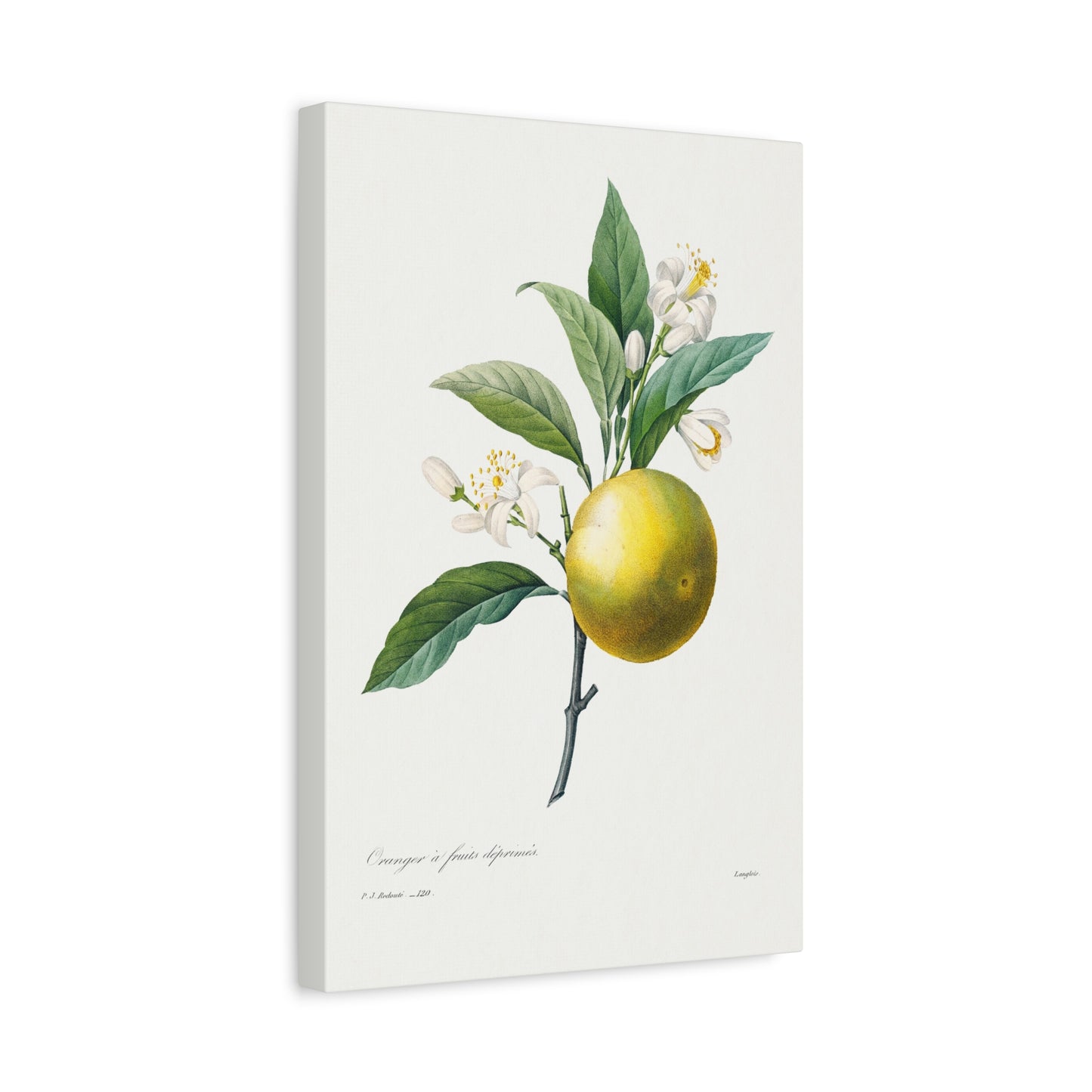 Botanical Plant Print - Orange by Pierre Joseph Redoute Canvas Print