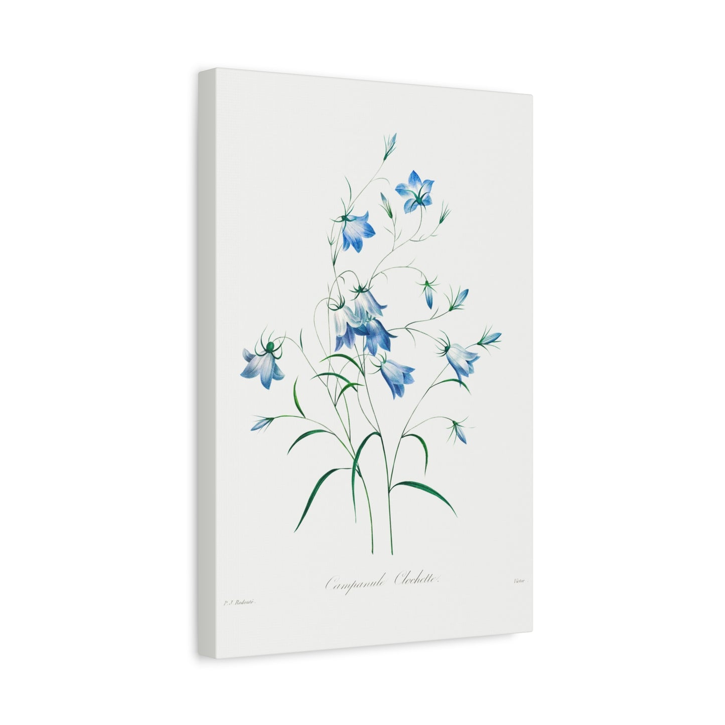Botanical Plant Print - Campanule by Pierre Joseph Redoute Canvas Print