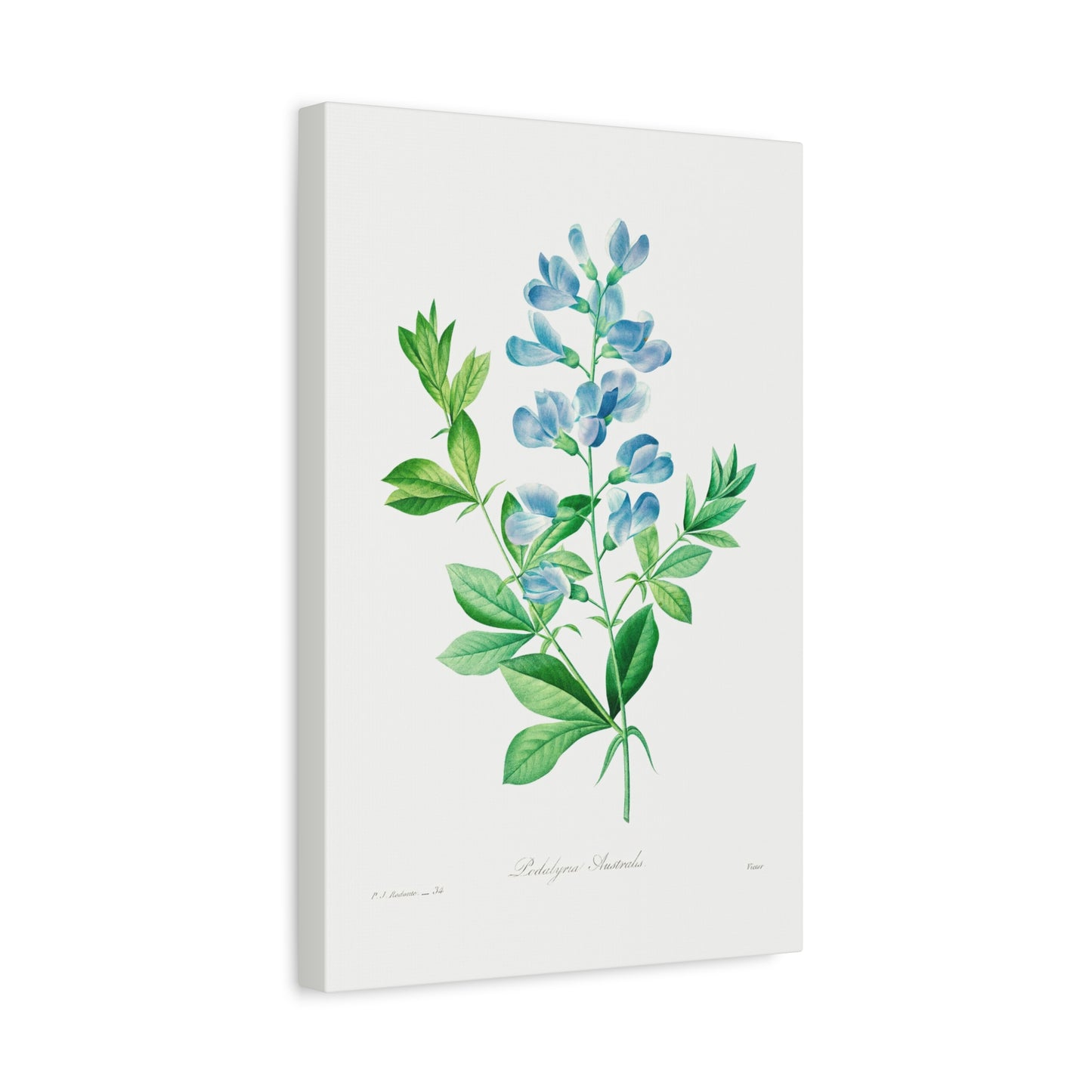 Botanical Plant Print - Sweet pea by Pierre Joseph Redoute Canvas Print
