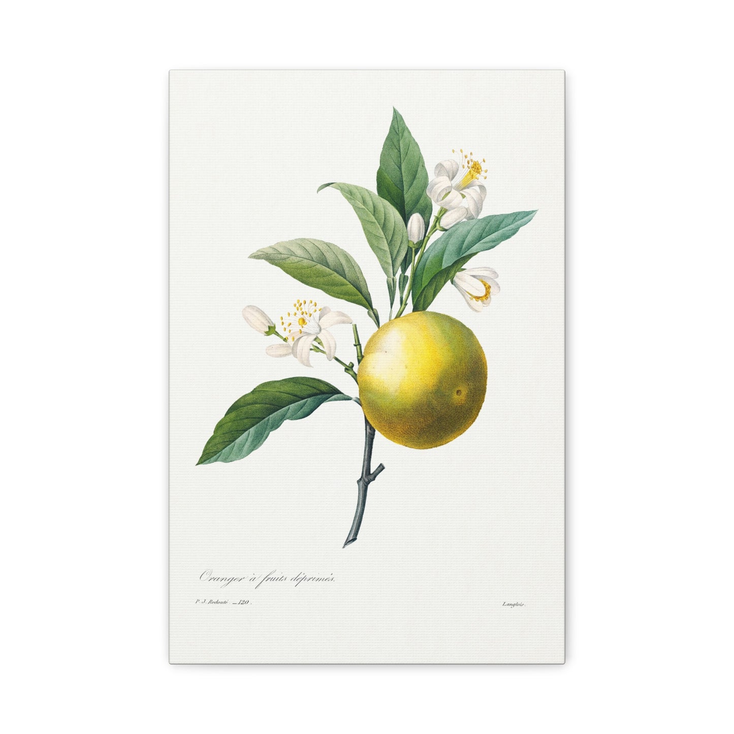 Botanical Plant Print - Orange by Pierre Joseph Redoute Canvas Print