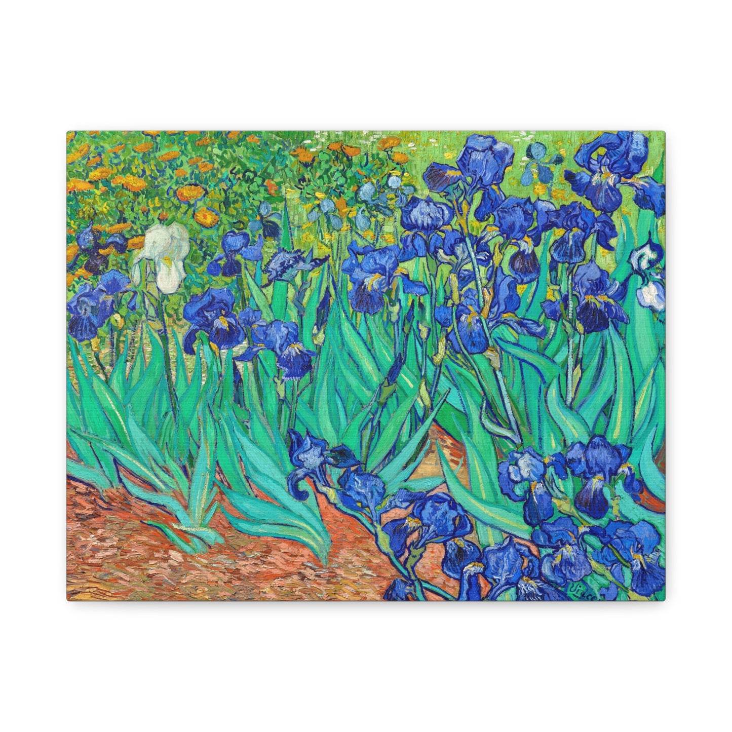 Irises by Vincent van Gogh Canvas Print