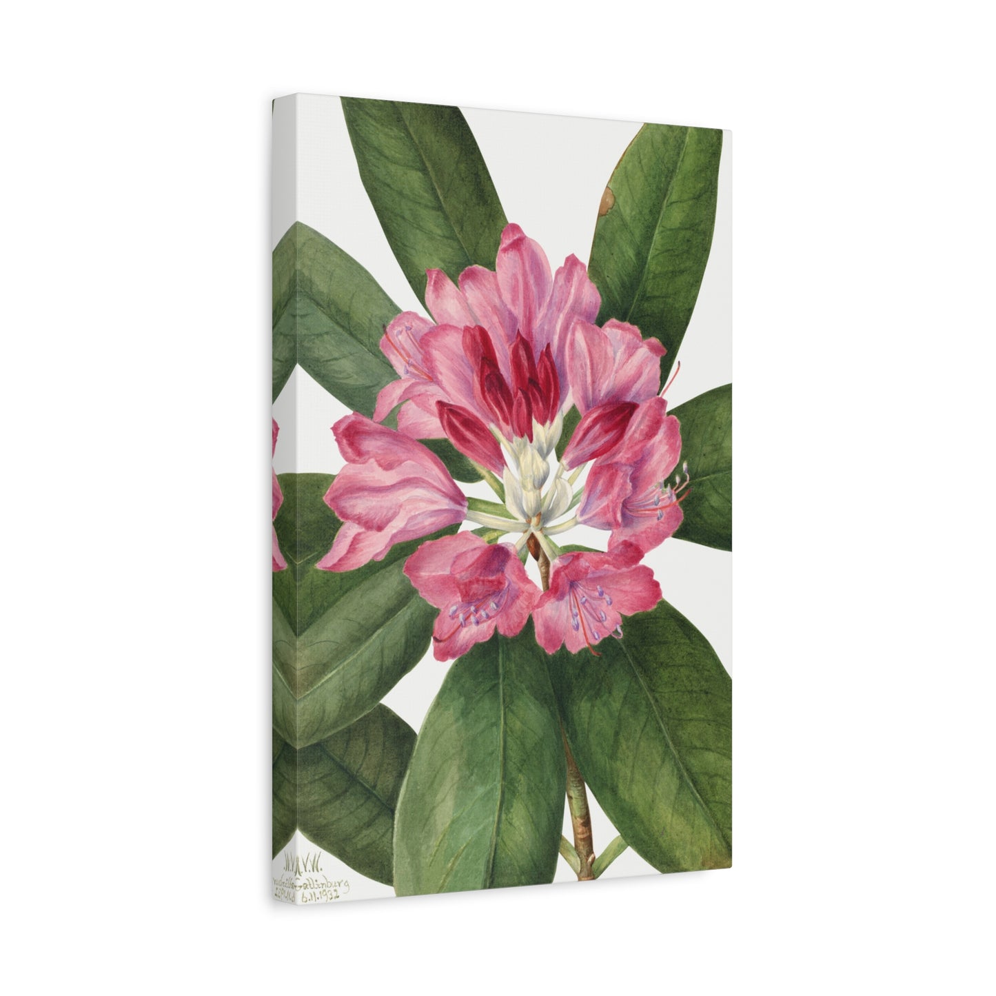 Botanical Plant Illustration - Mountain Rose Bay (Rhododendron catawbiense) by Mary Vaux Walcott Canvas Print