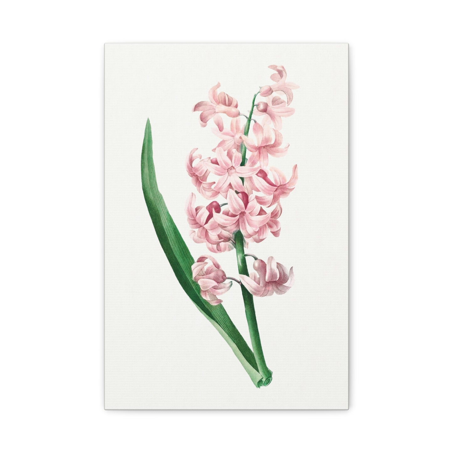 Botanical Plant Print - Pink Hyacinth by Pierre Joseph Redoute Canvas Print