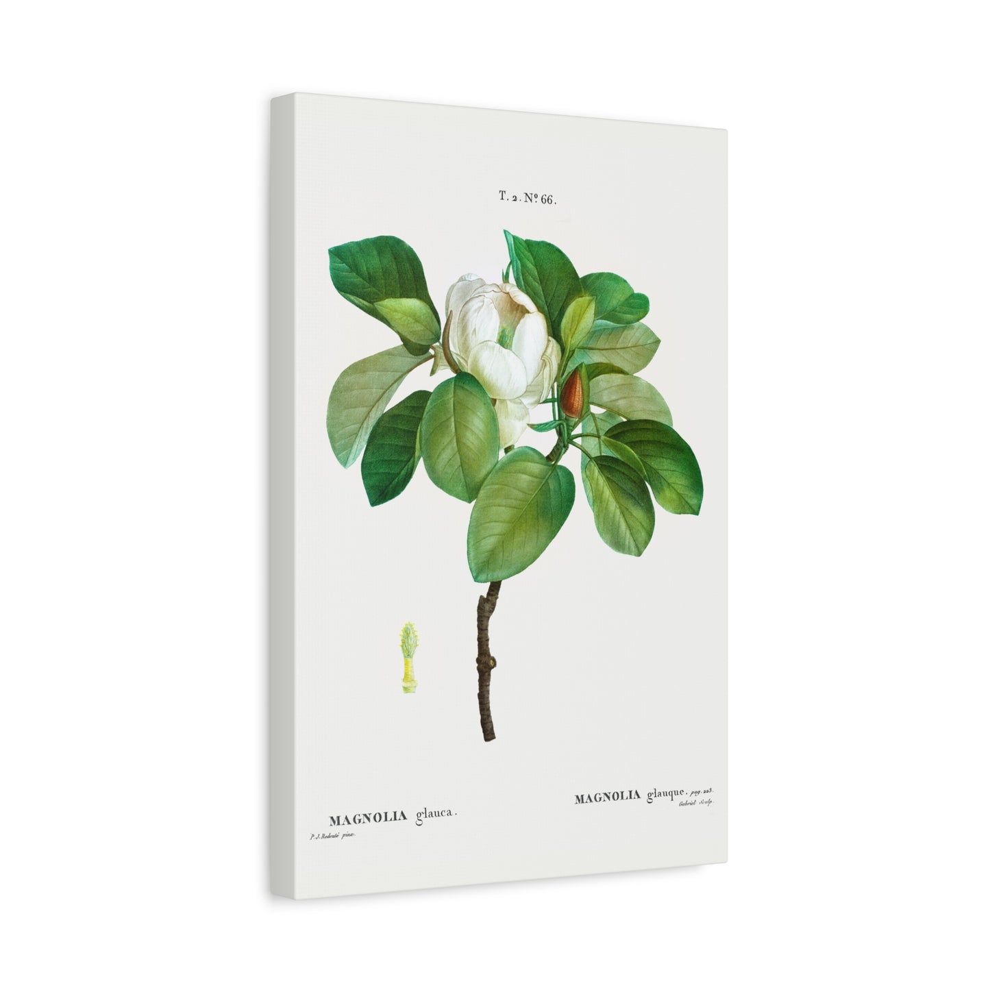 Botanical Plant Print - Magnolia (magnolia glauca) by Pierre Joseph Redoute Canvas Print