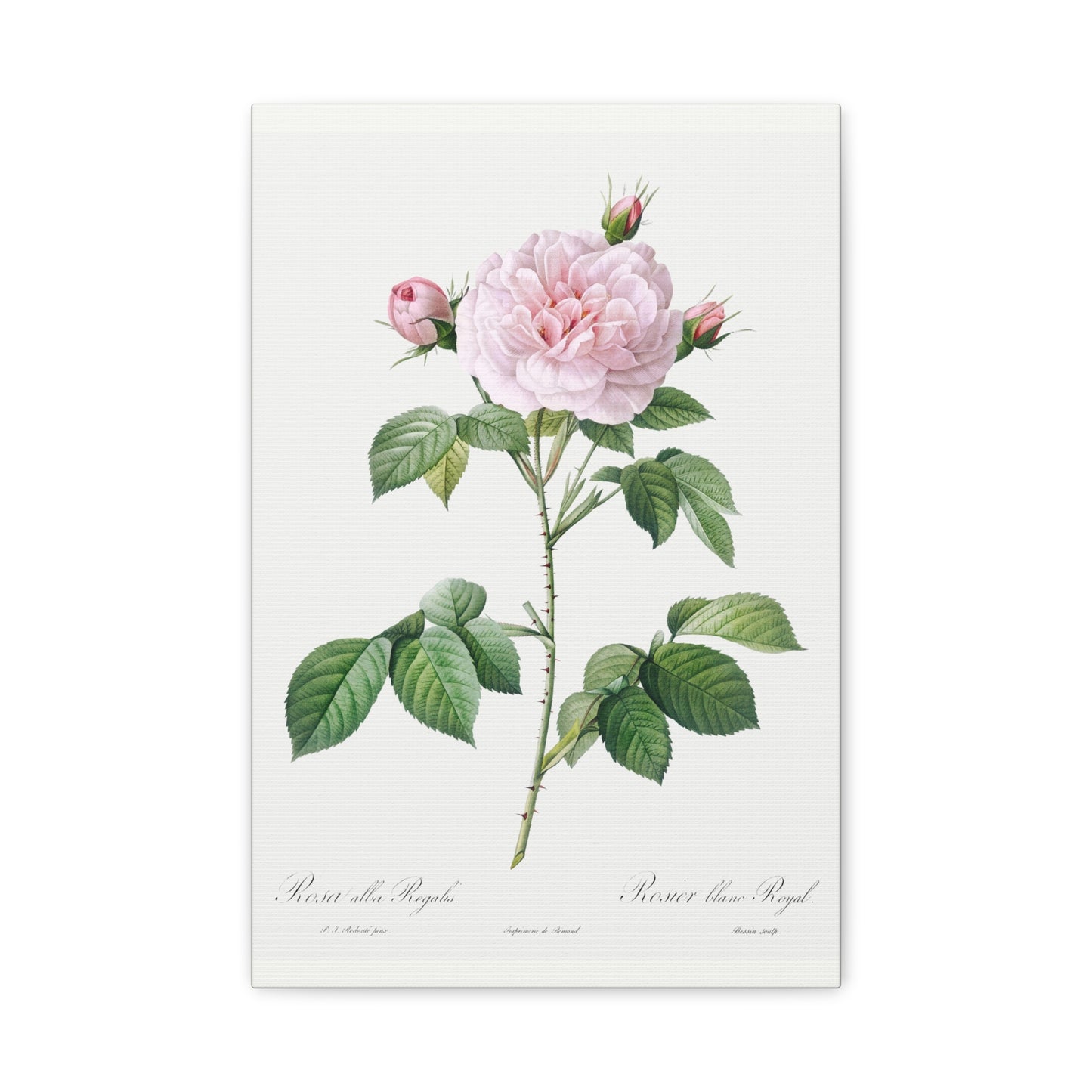 Botanical Plant Print - Royal White Rose, Rosa alba regalis by Pierre Joseph Redoute Canvas Print