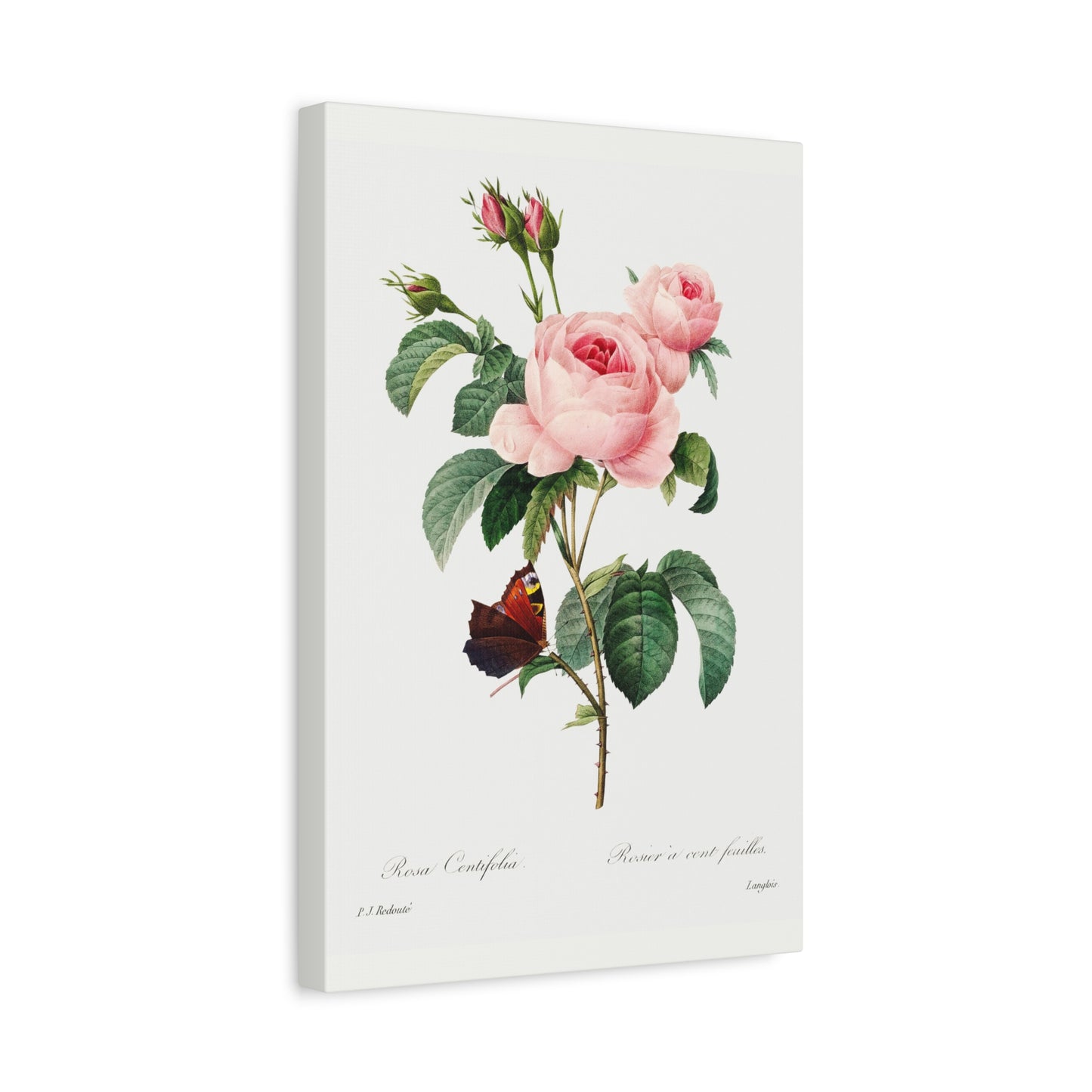 Botanical Plant Print - Cabbage rose by Pierre Joseph Redoute Canvas Print
