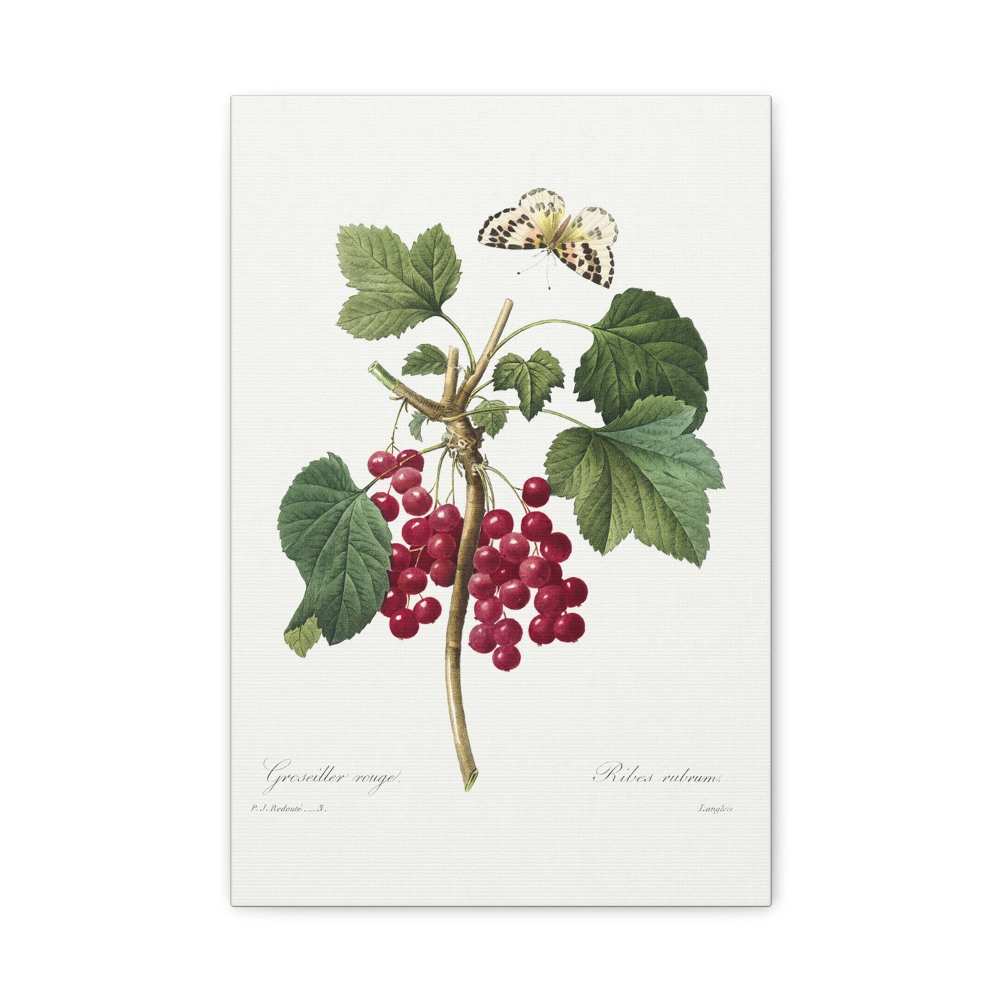Botanical Plant Print - Red Currant by Pierre Joseph Redoute Canvas Print
