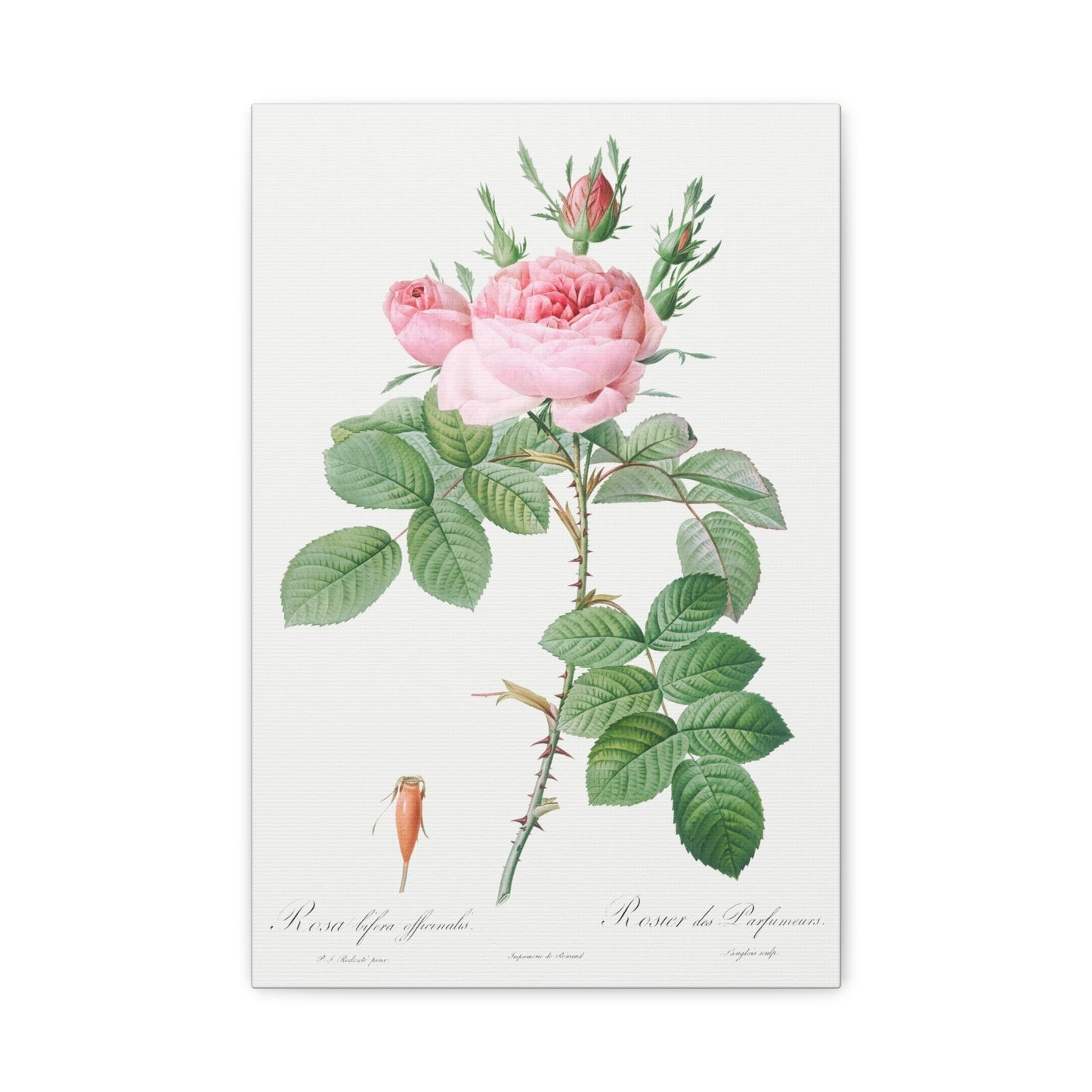 Botanical Plant Print - Rosa bifera officinalis (Rose of Perfume) by Pierre Joseph Redoute Canvas Print