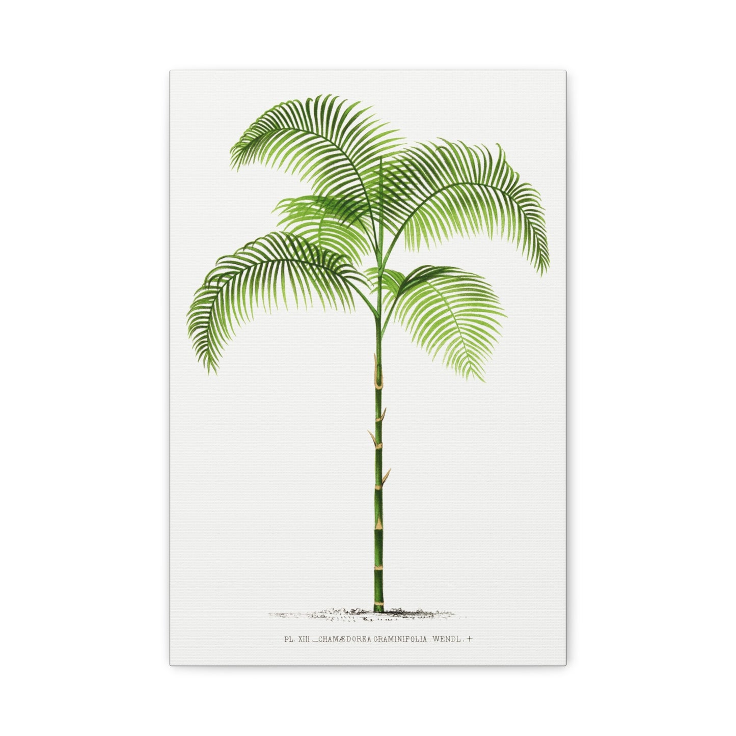 Vintage Palm Tree Illustration I Canvas Print